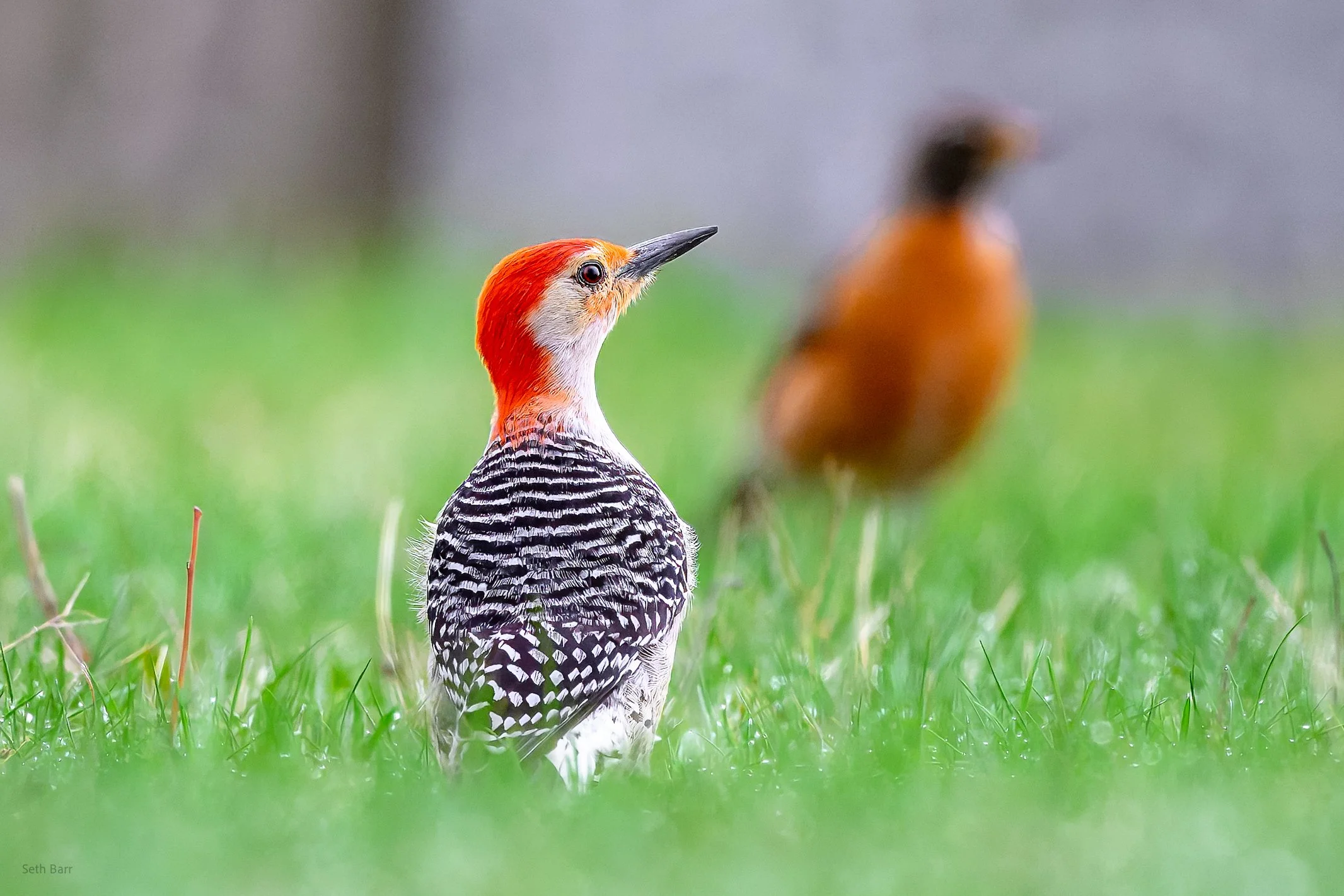 Red-Bellied Woodpecker