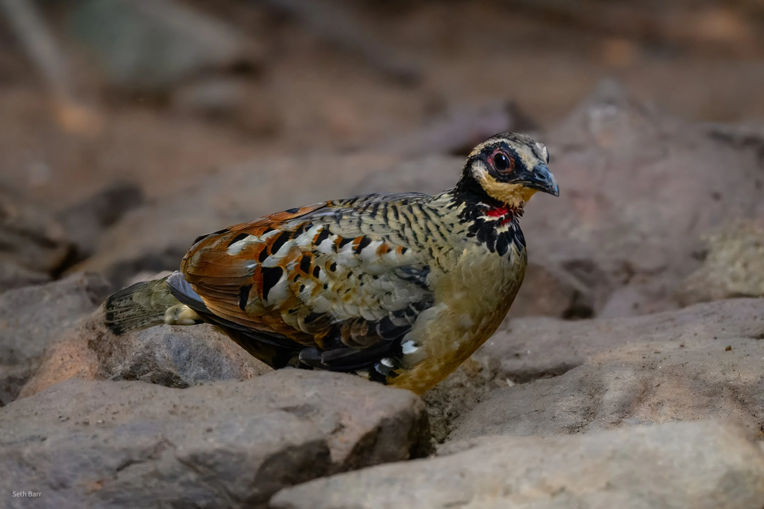 Bar-Backed Partridge