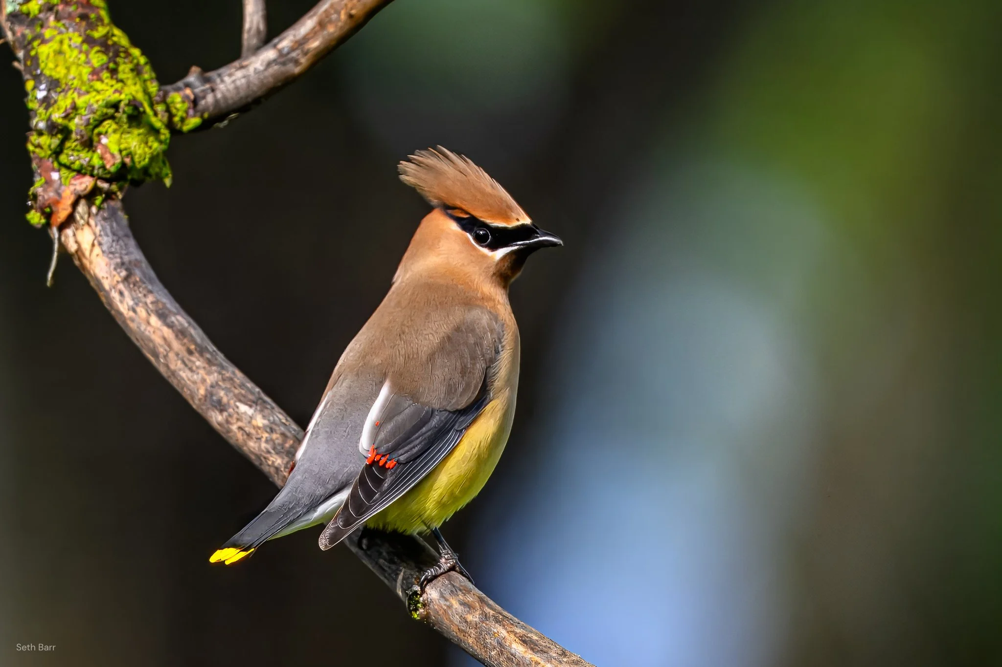Cedar Waxwing
