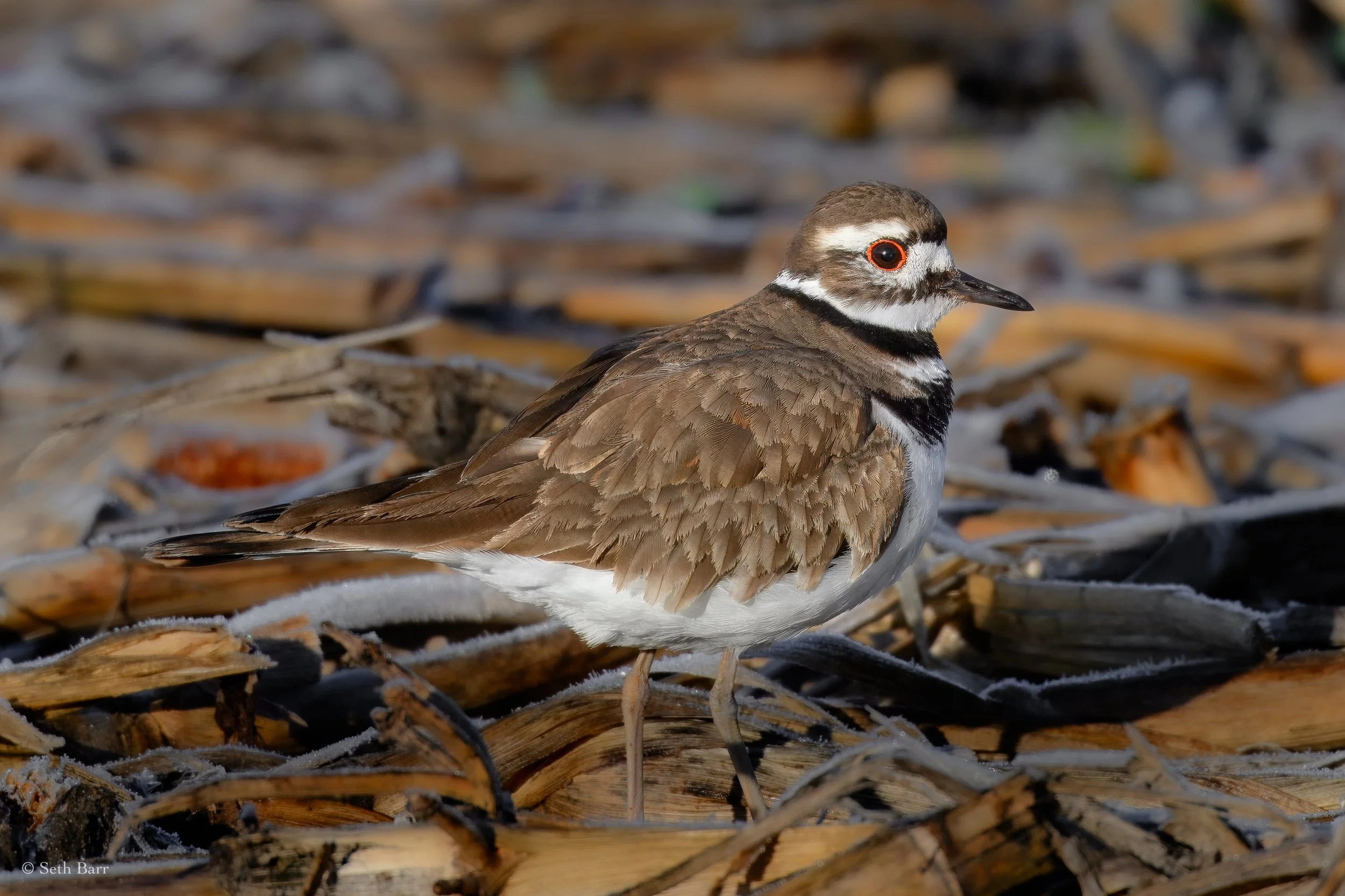 Killdeer