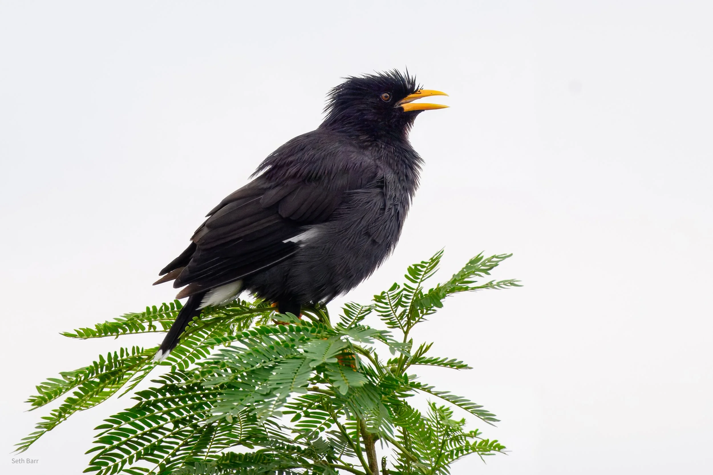 Great Myna