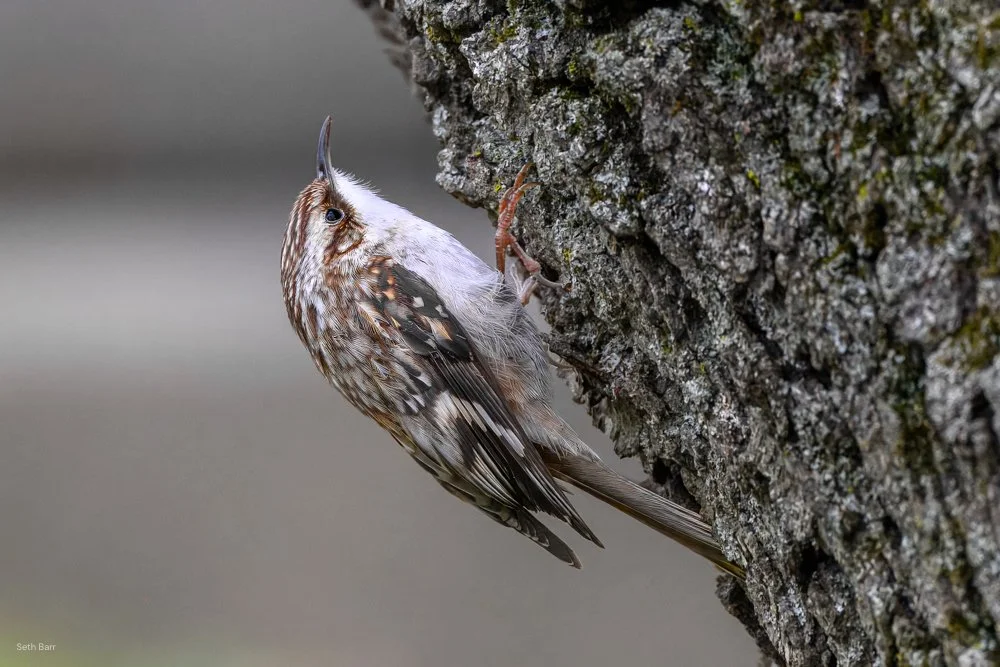 Brown Creeper