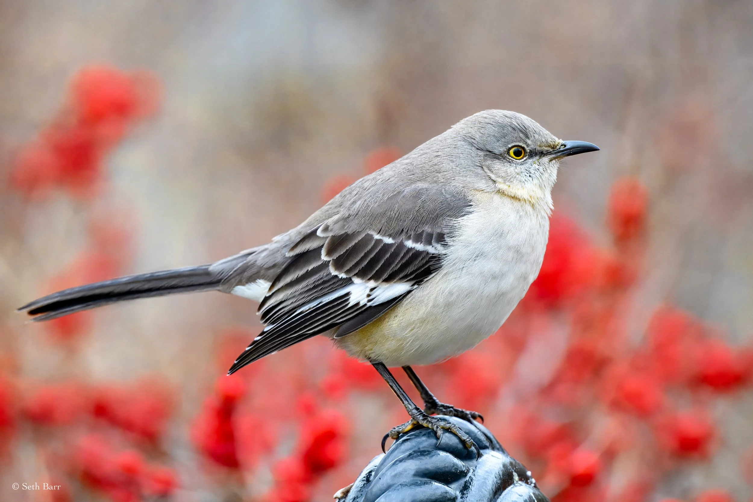 Northern Mockingbird