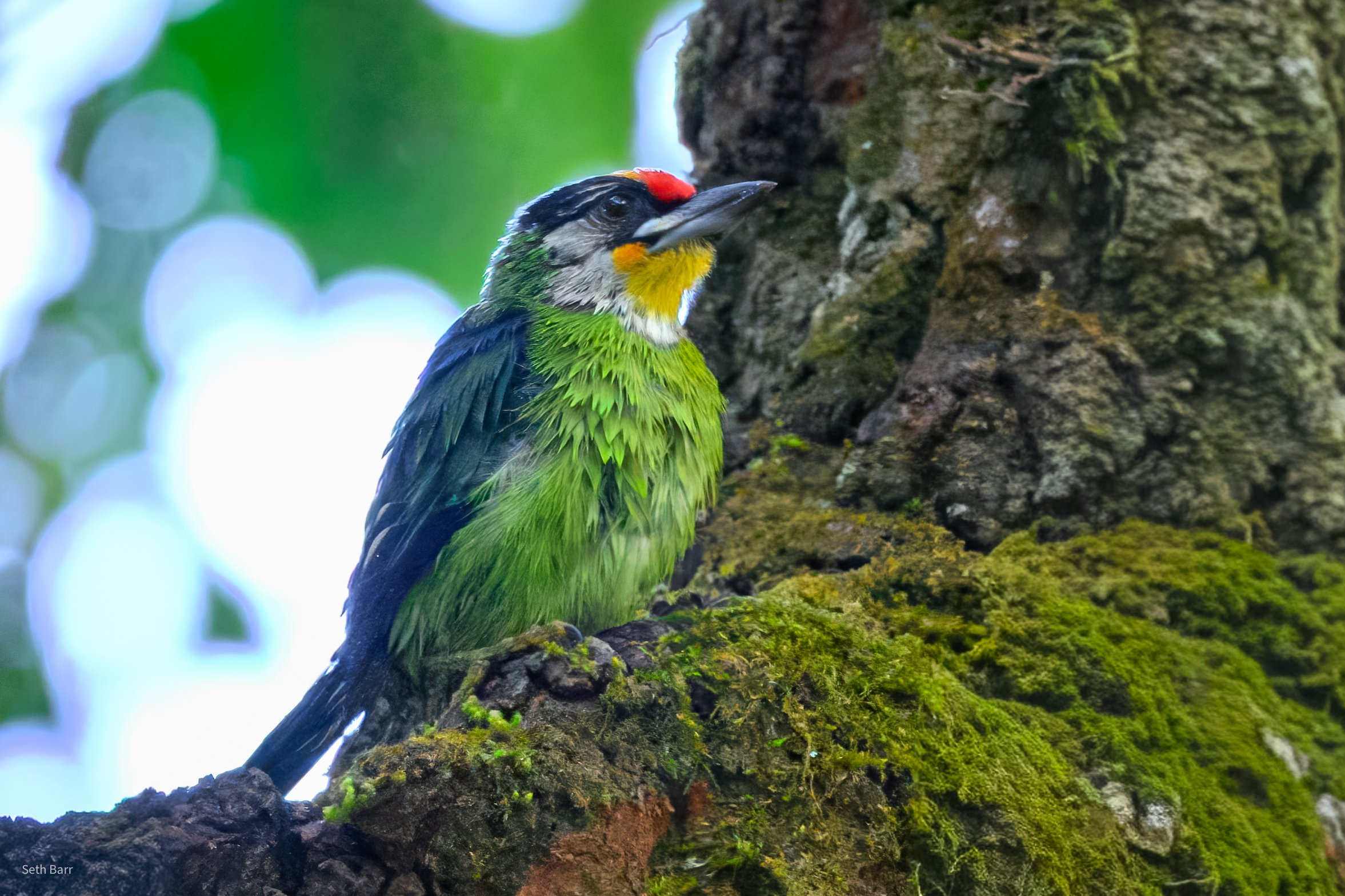 Golden-Throated Barbet