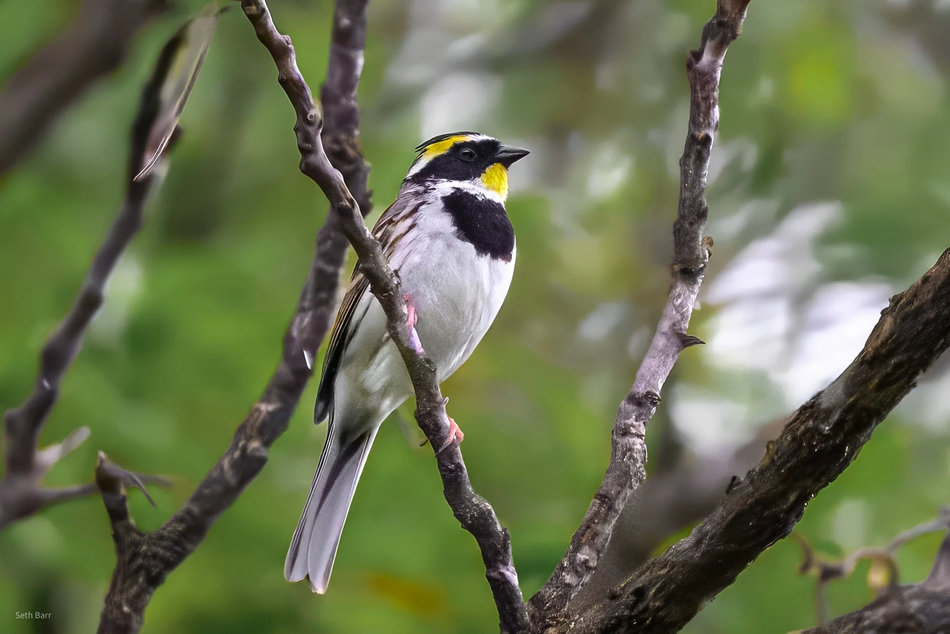 Yellow Throated Bunting - Shaanxi Province