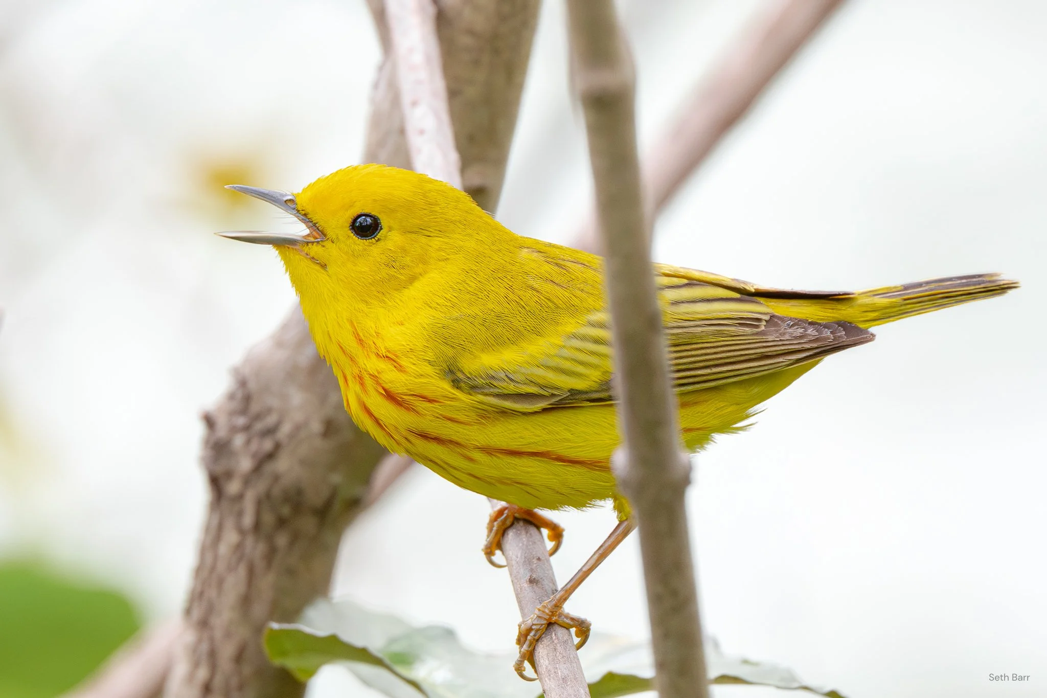 Yellow Warbler