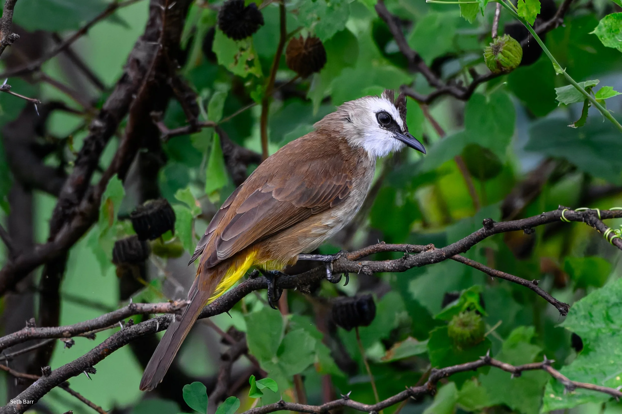 Yellow-Vented Bulbul