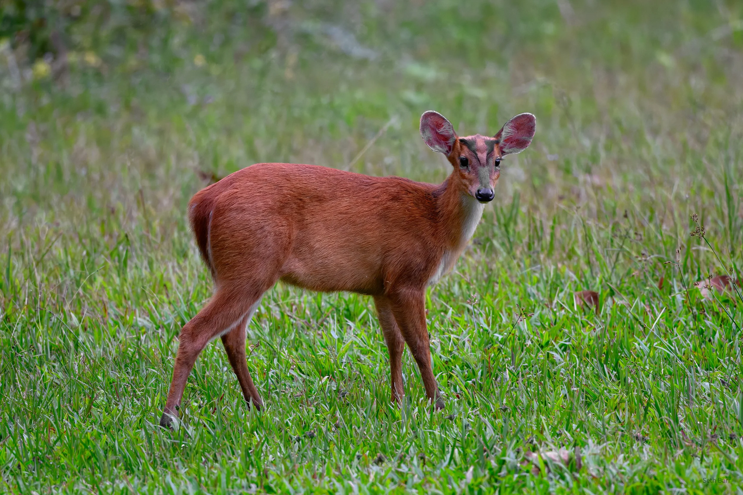 Sambar Deer