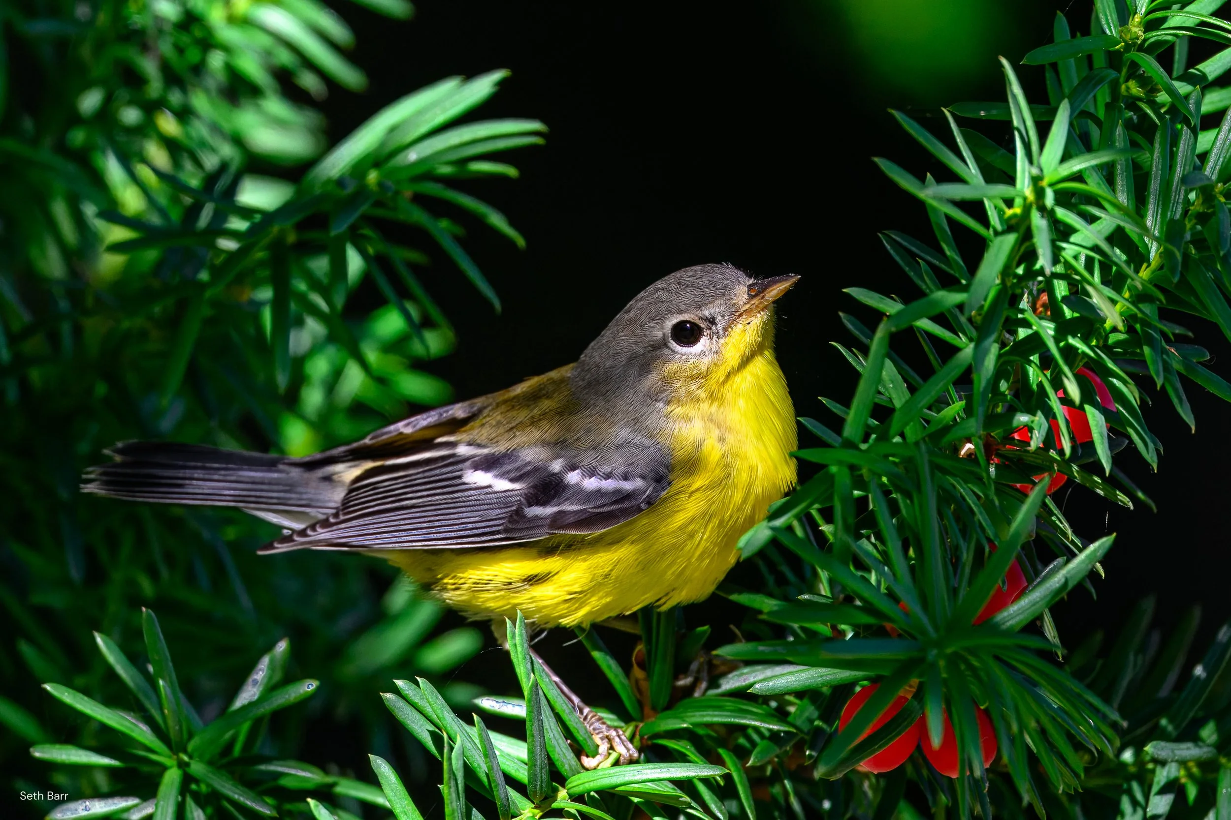 Magnolia Warbler