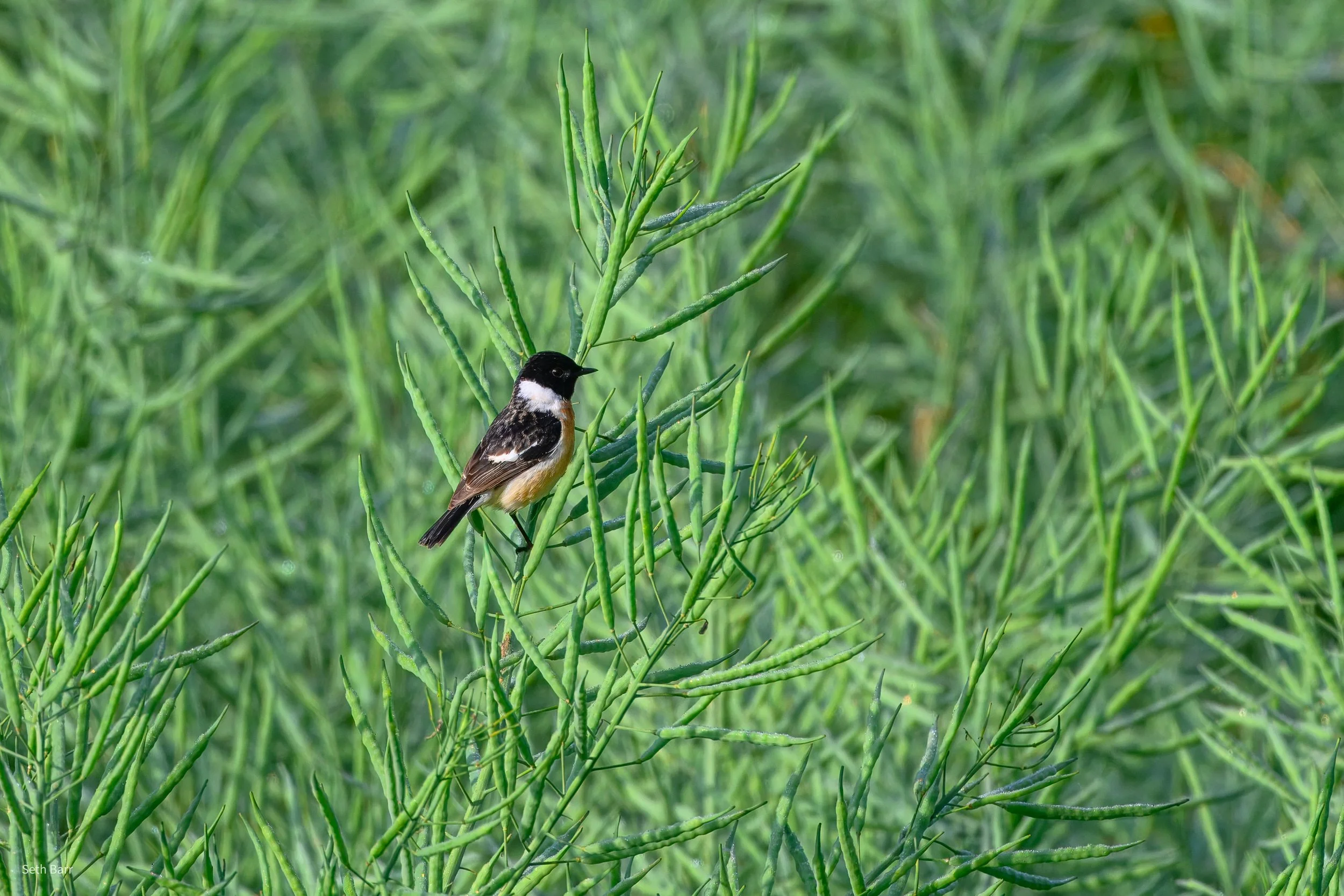 Siberian Stonechat - Shaanxi Province