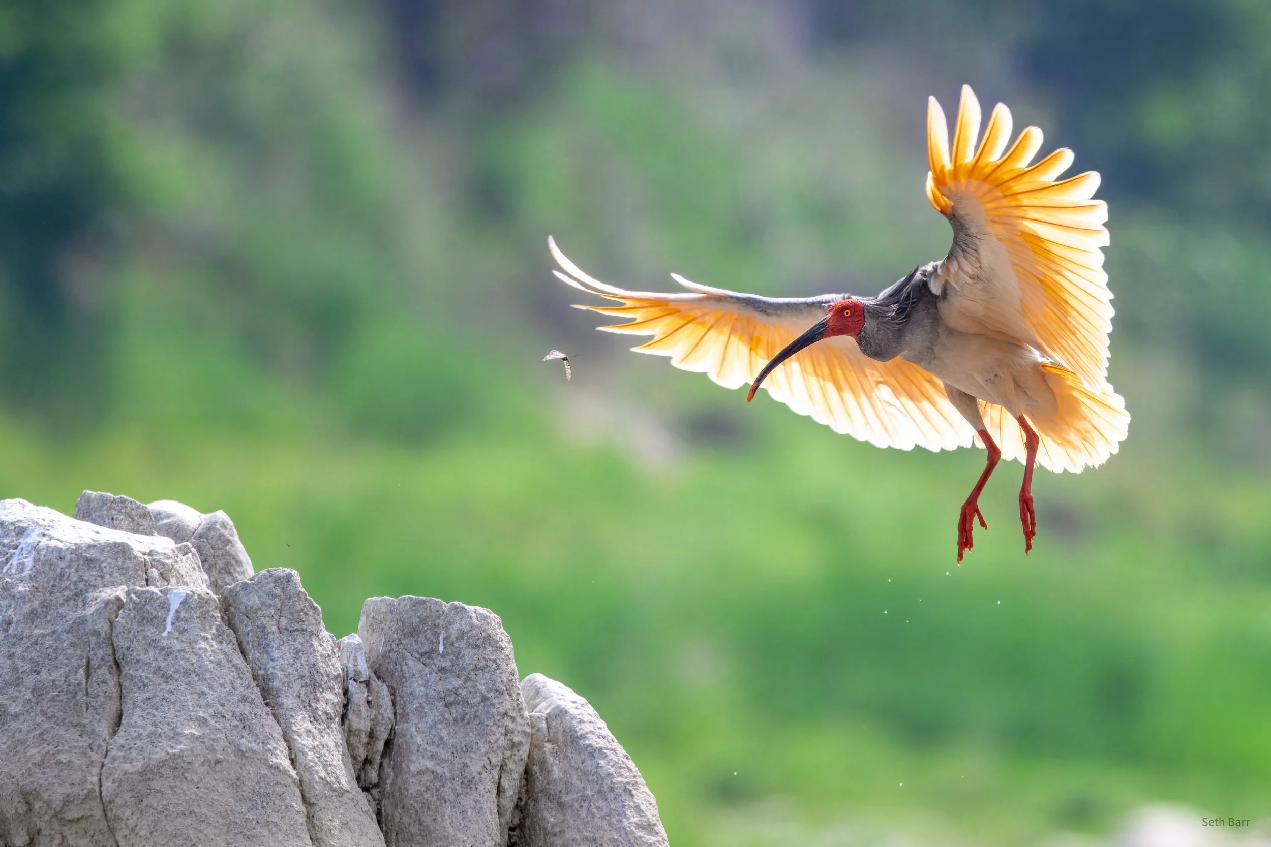 Crested Ibis - Shaanxi Province