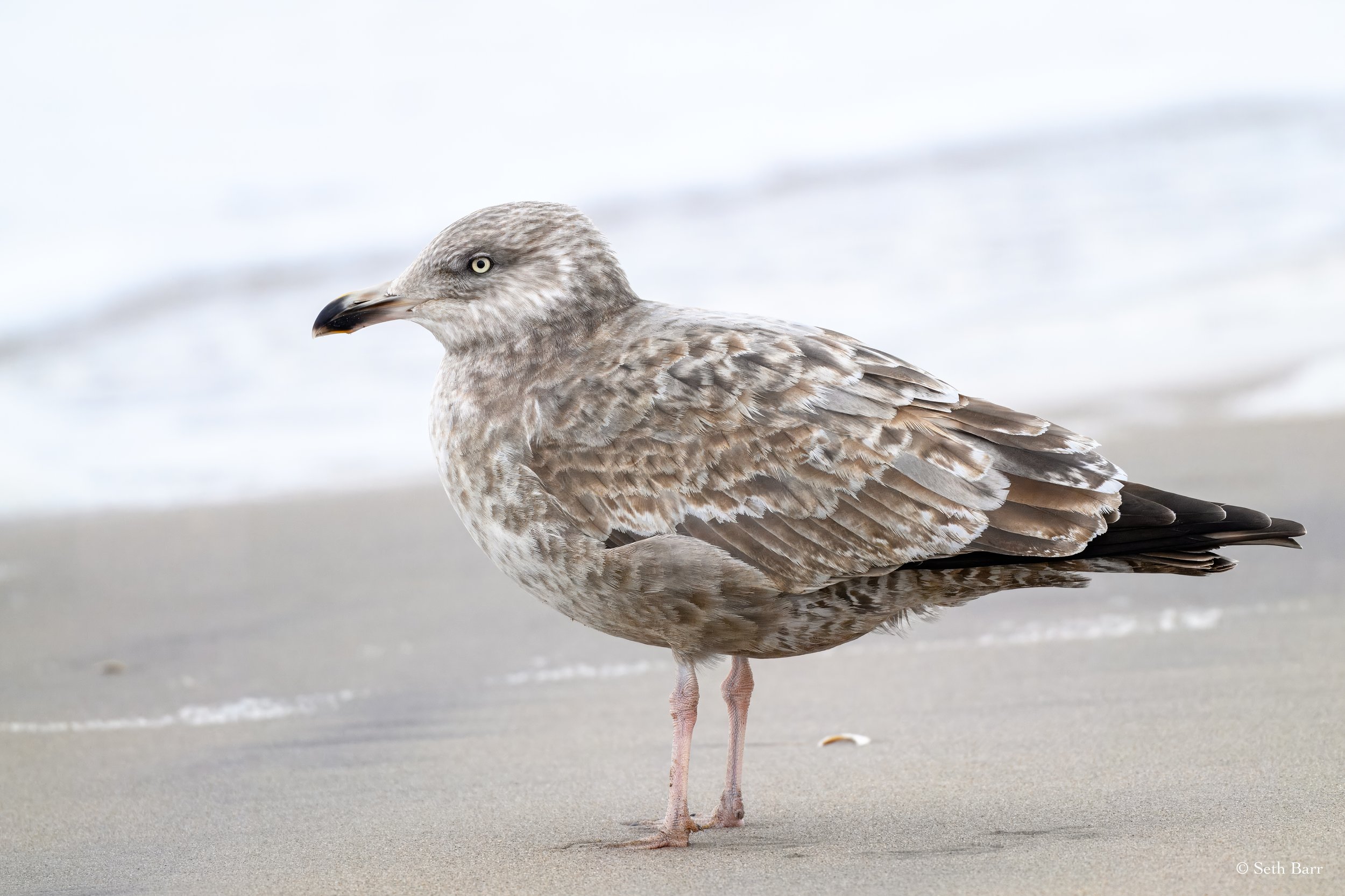 American Herring Gull