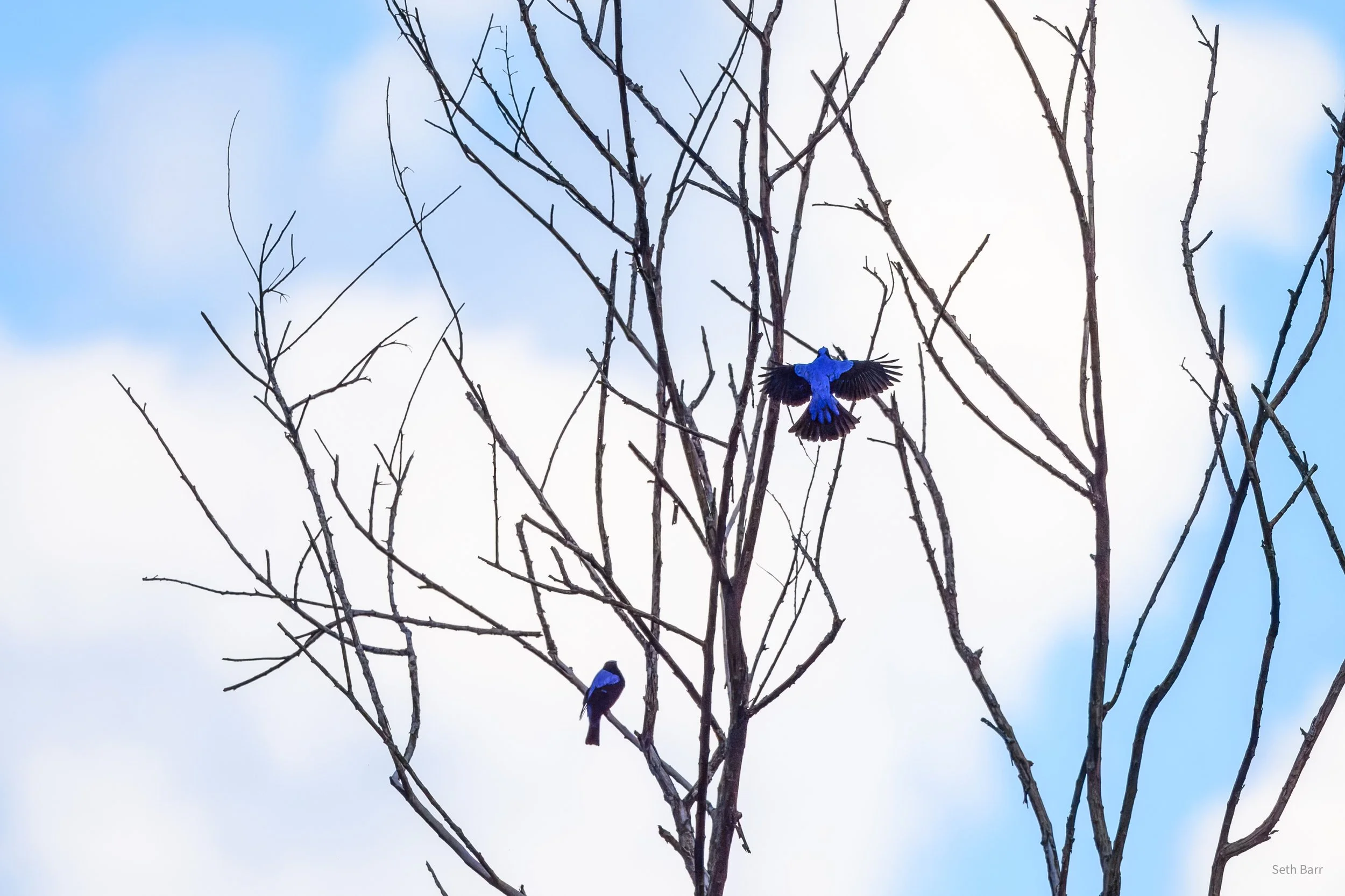 Asian Fairy Bluebird