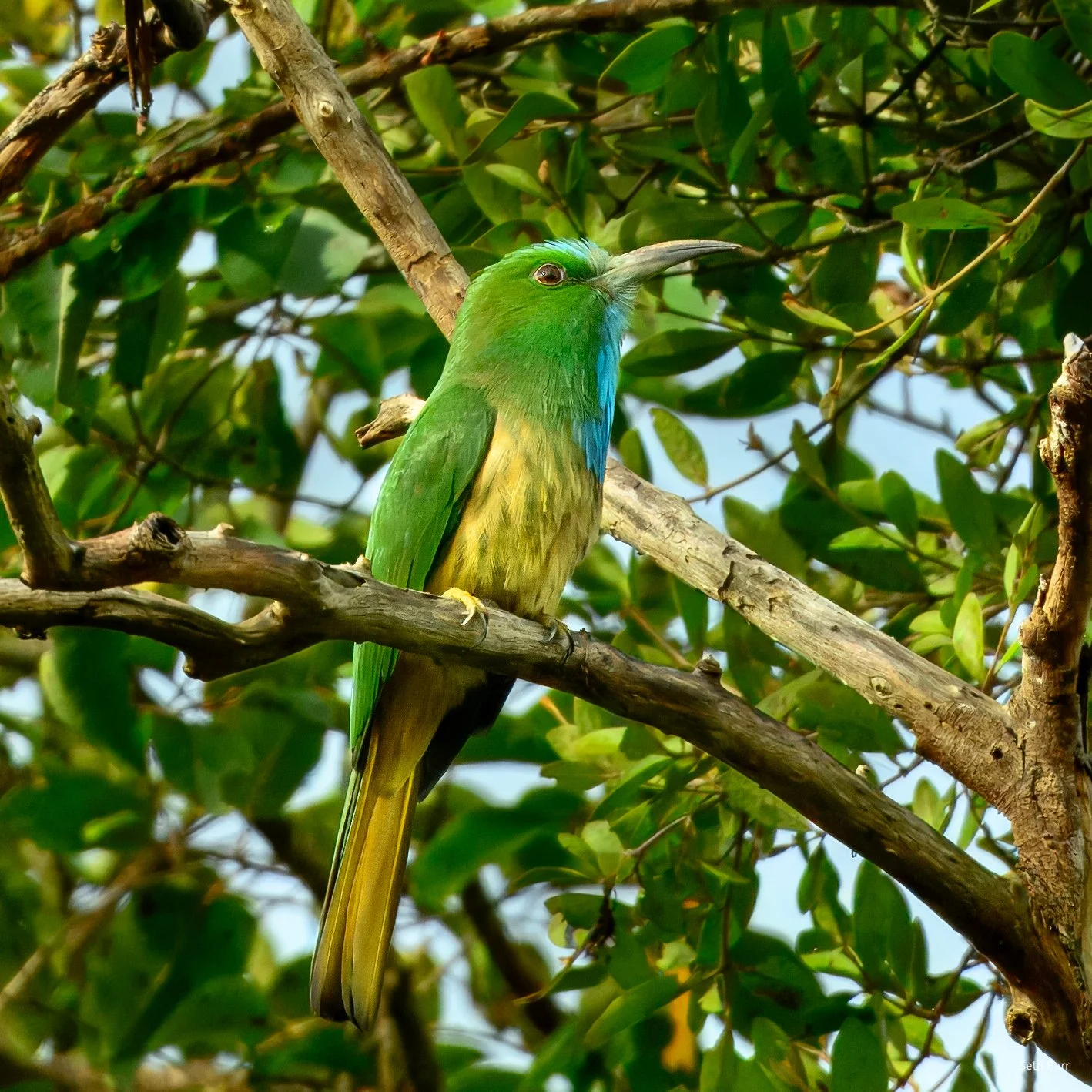 Blue-Bearded Bee-eater