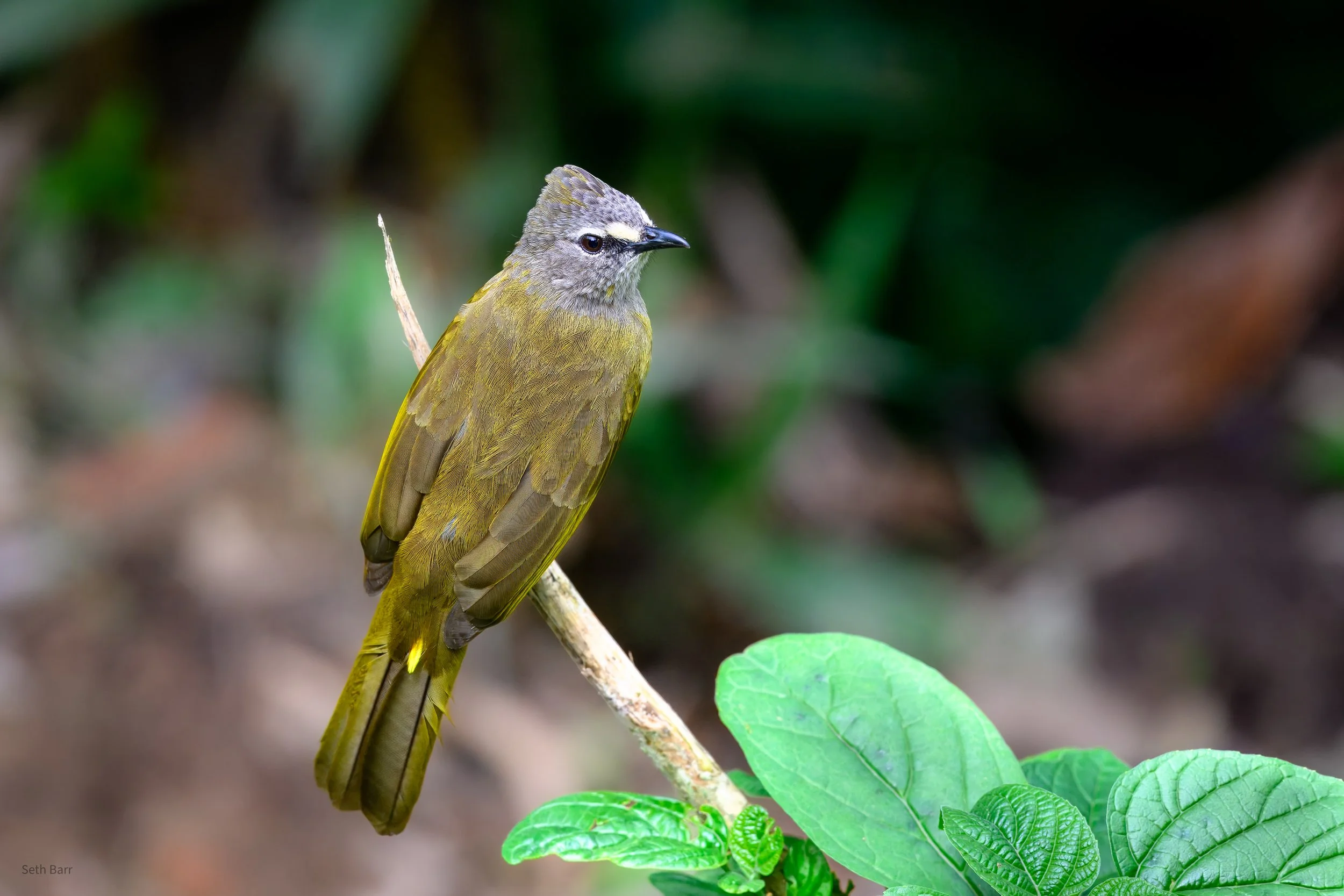 Flavescent Bulbul