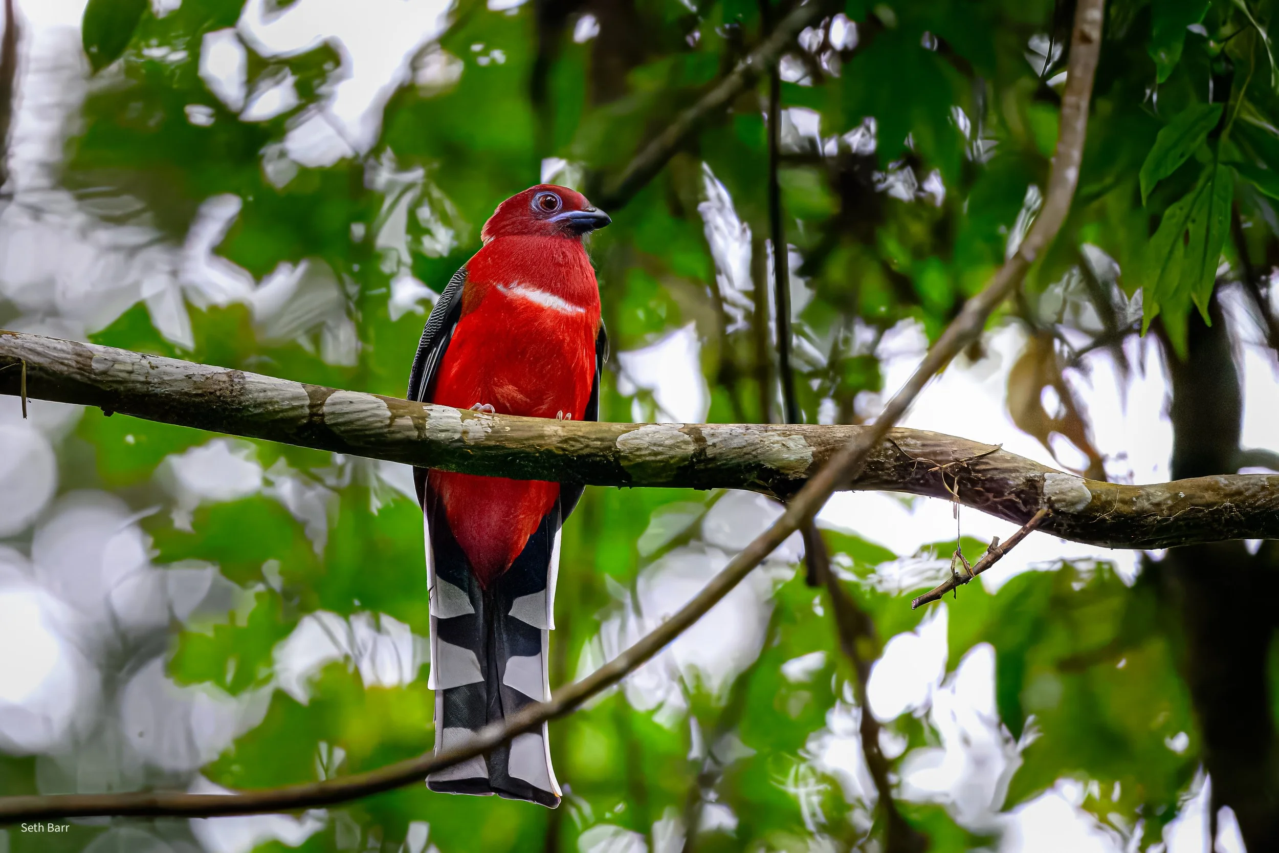 Red-Headed Trogon