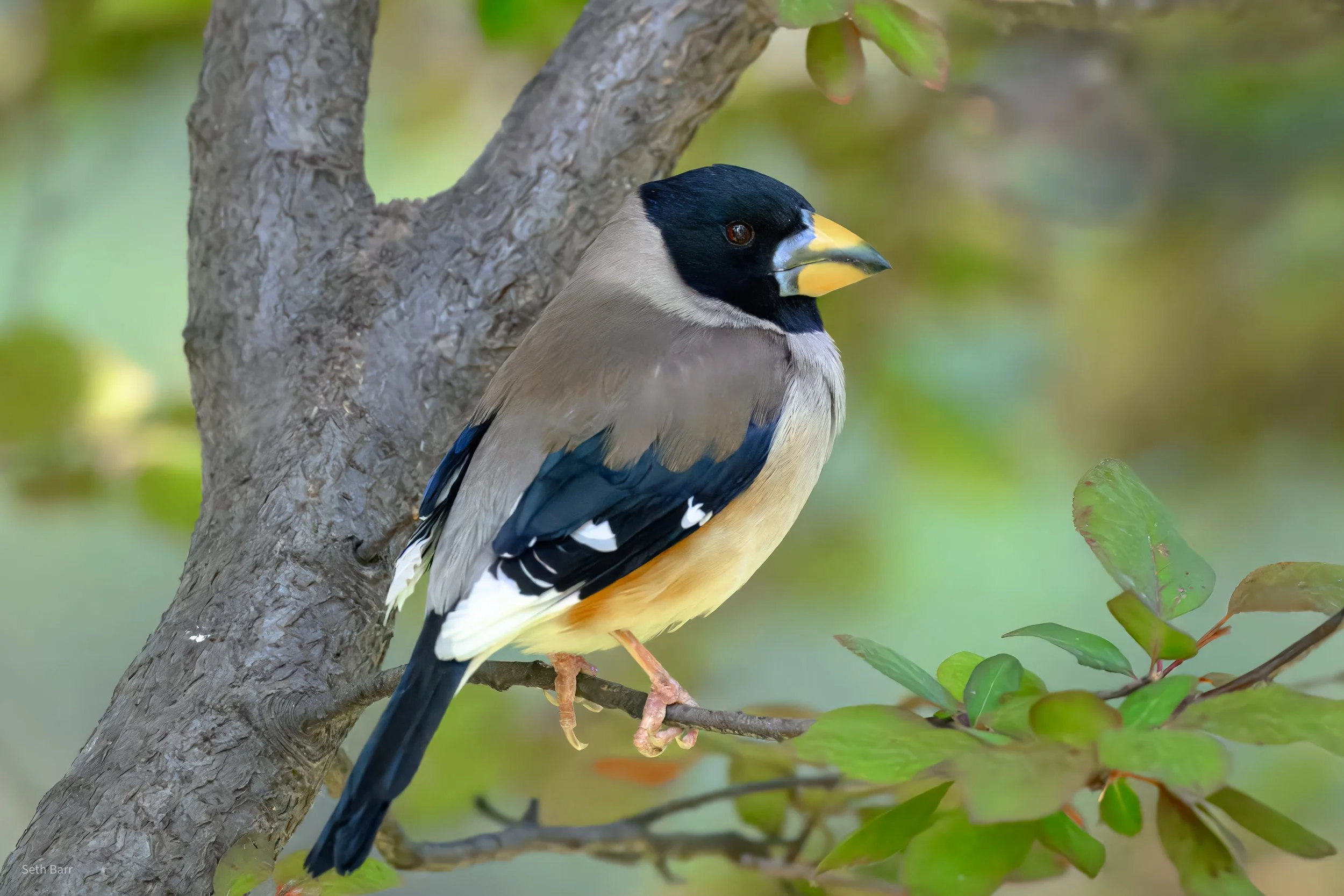Yellow-Billed Grosbeak - Beijing