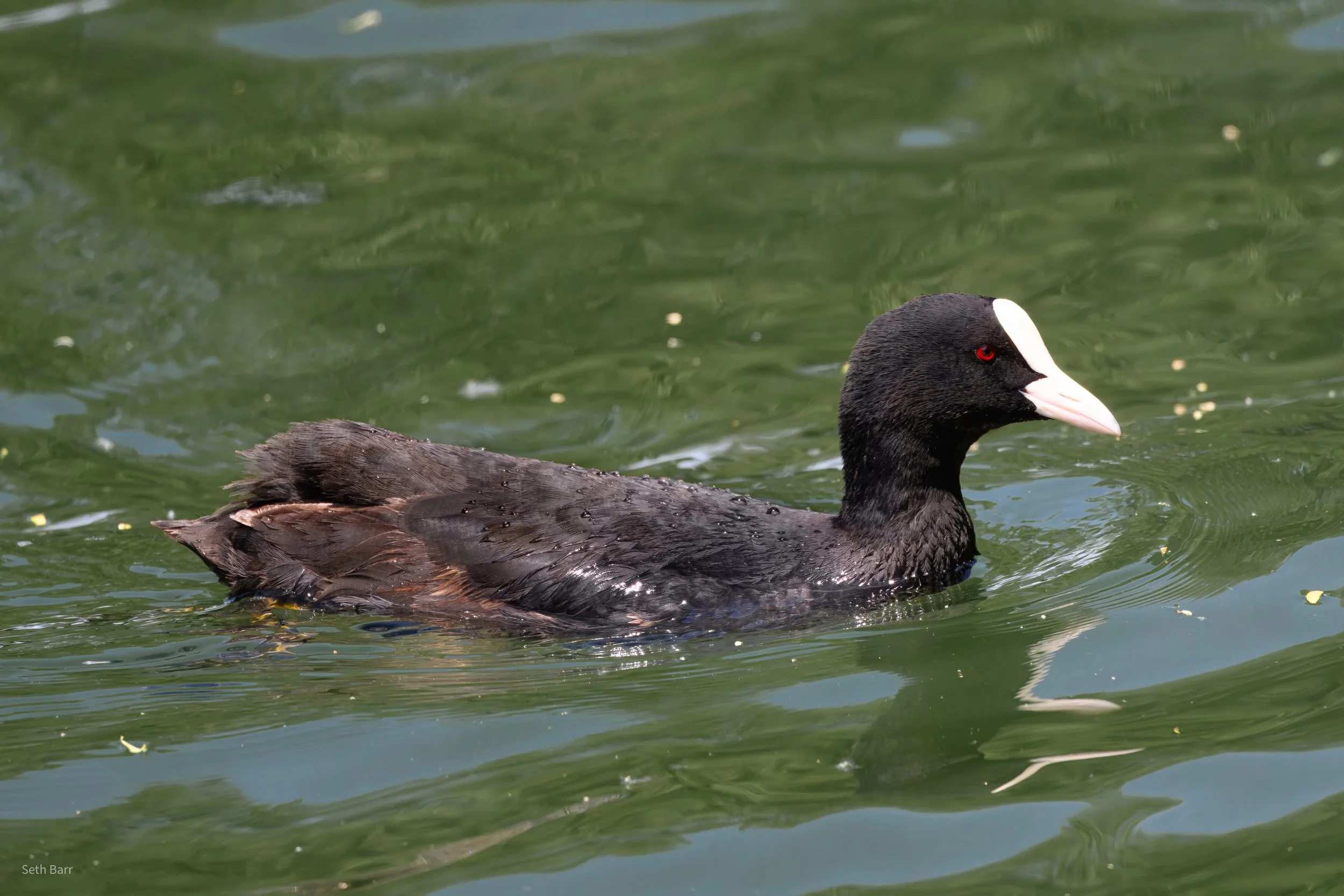 Eurasian Coot - Beijing