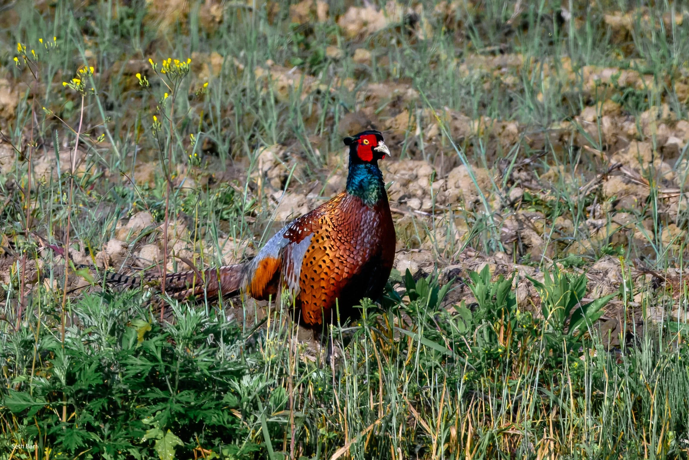 Common Pheasant - Shaanxi Province