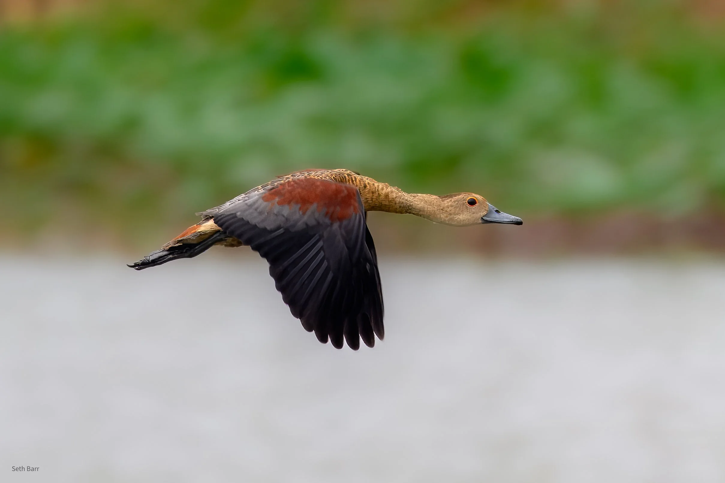 Lesser Whistling Duck