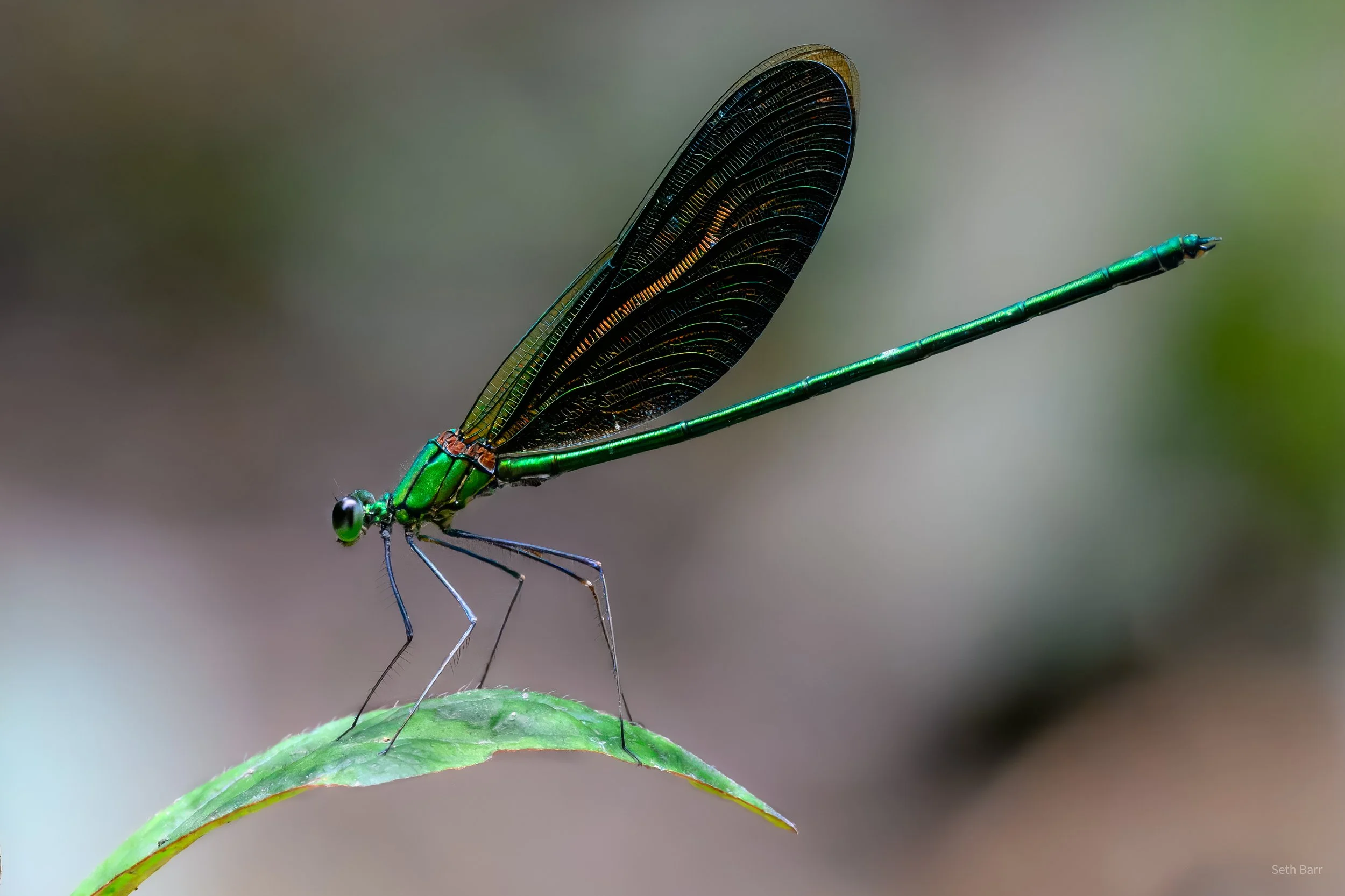 Damselfly
