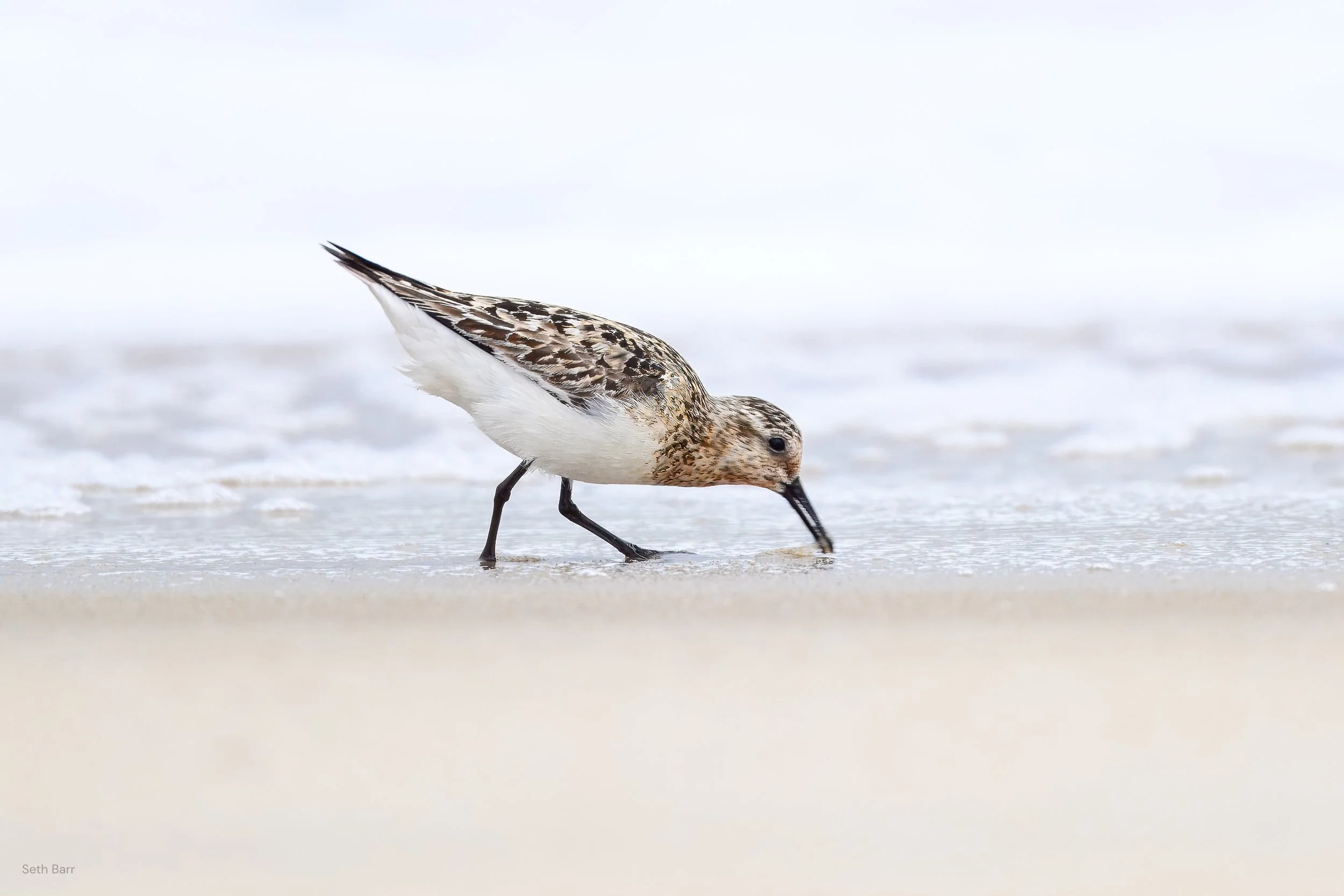 Sanderling