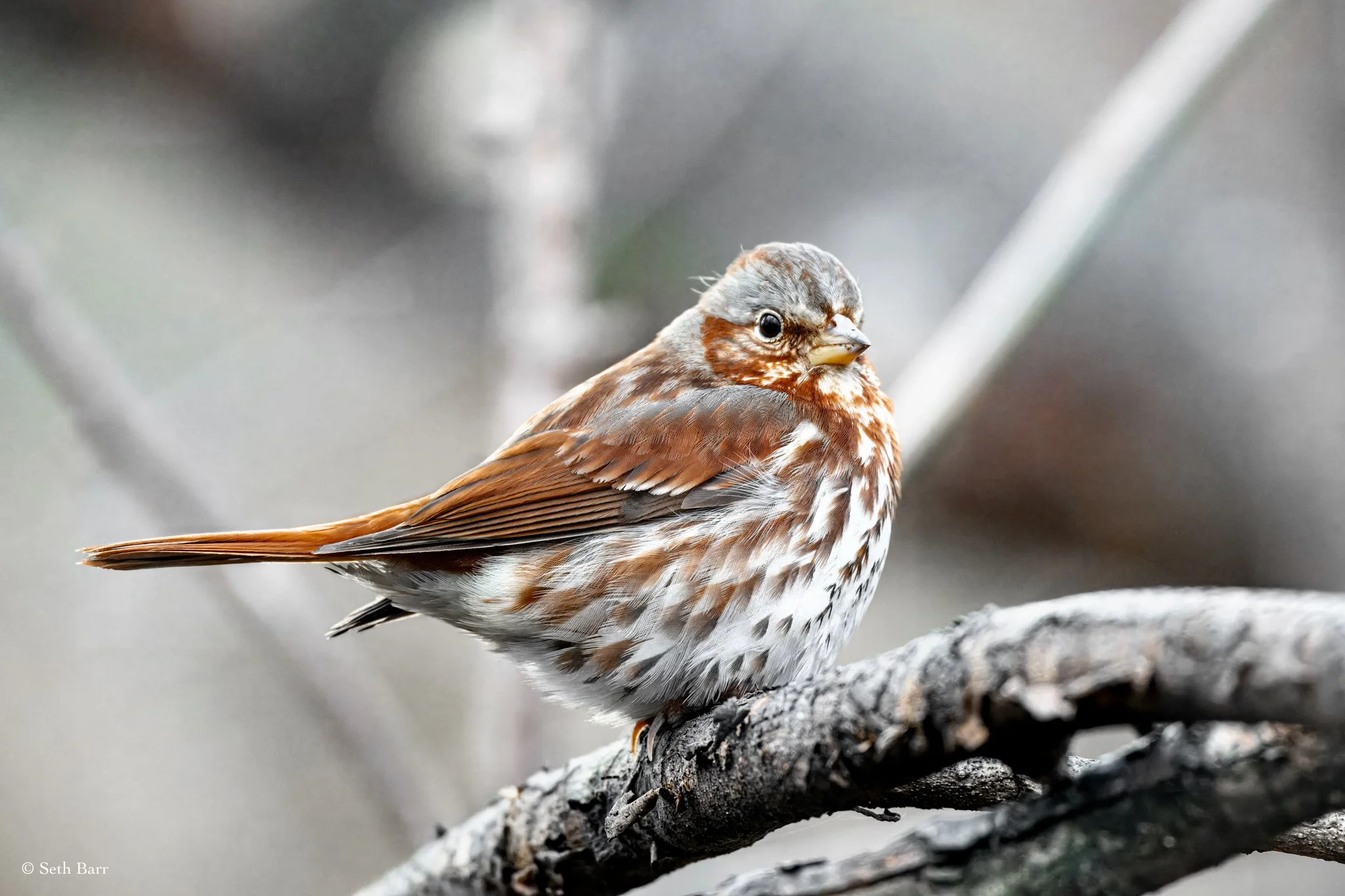 Fox Sparrow