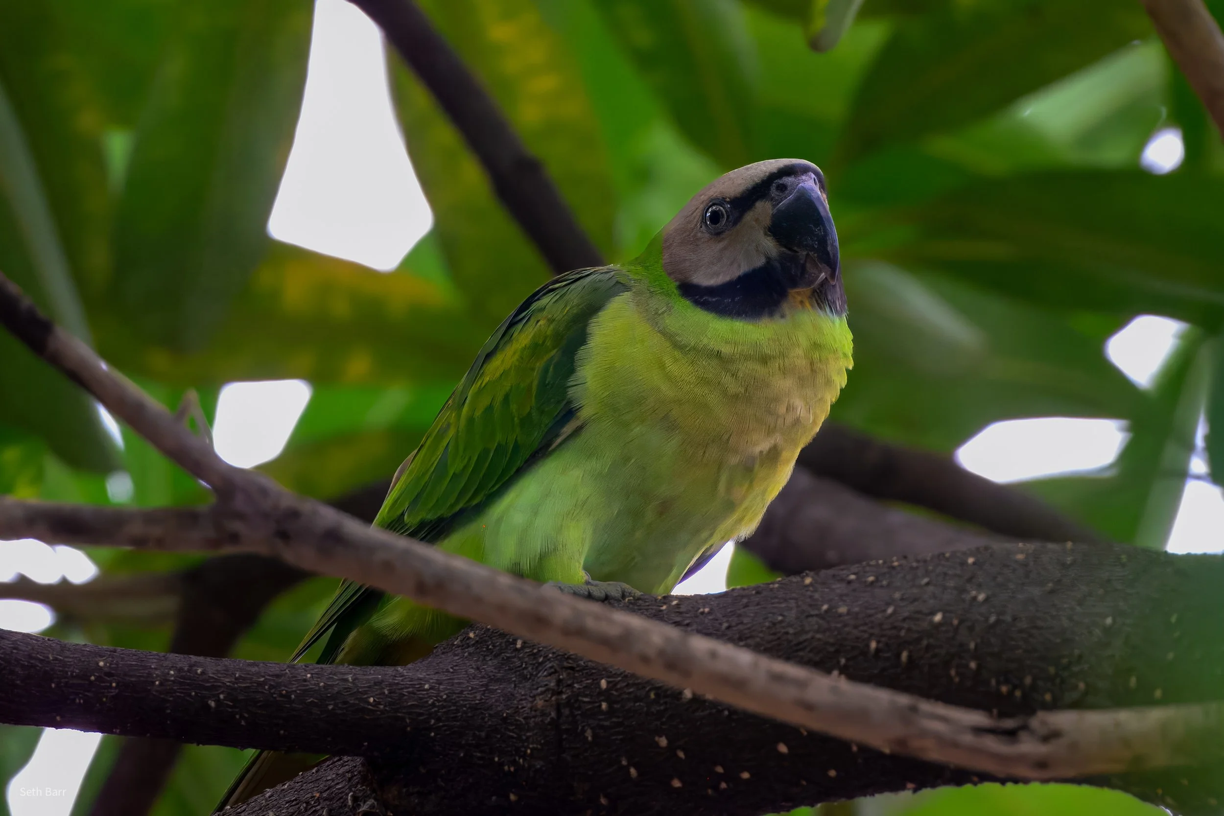 Red-Breasted Parakeet