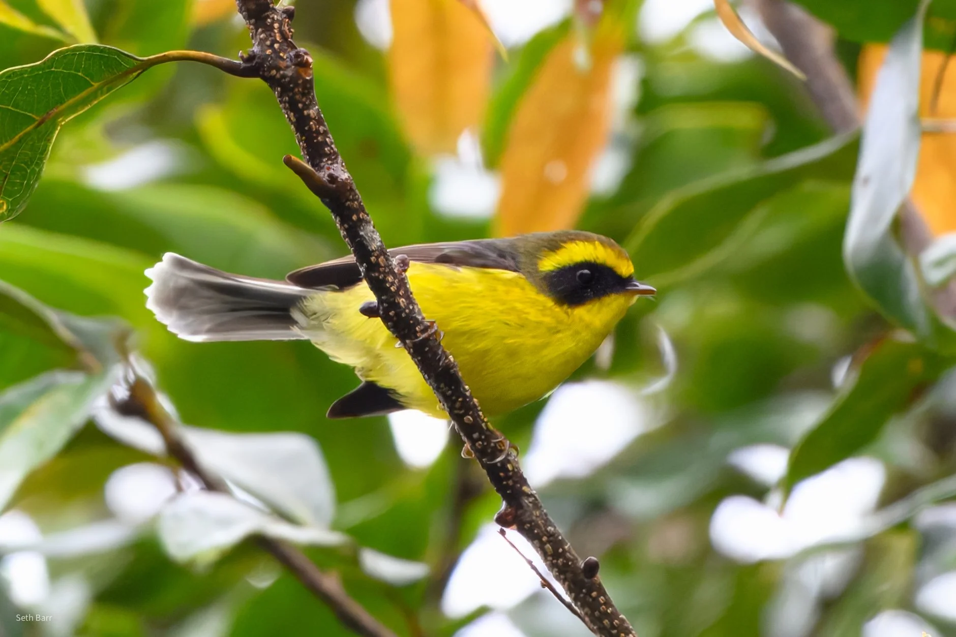 Yellow-Bellied Fairy Fantail