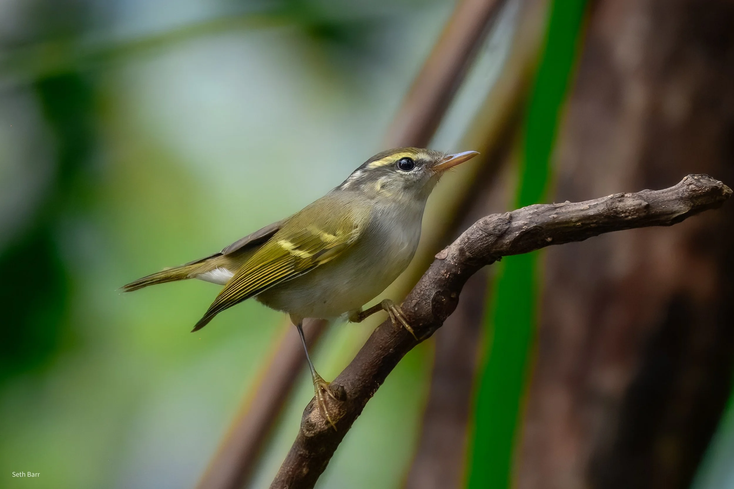 Claudia's Leaf Warbler