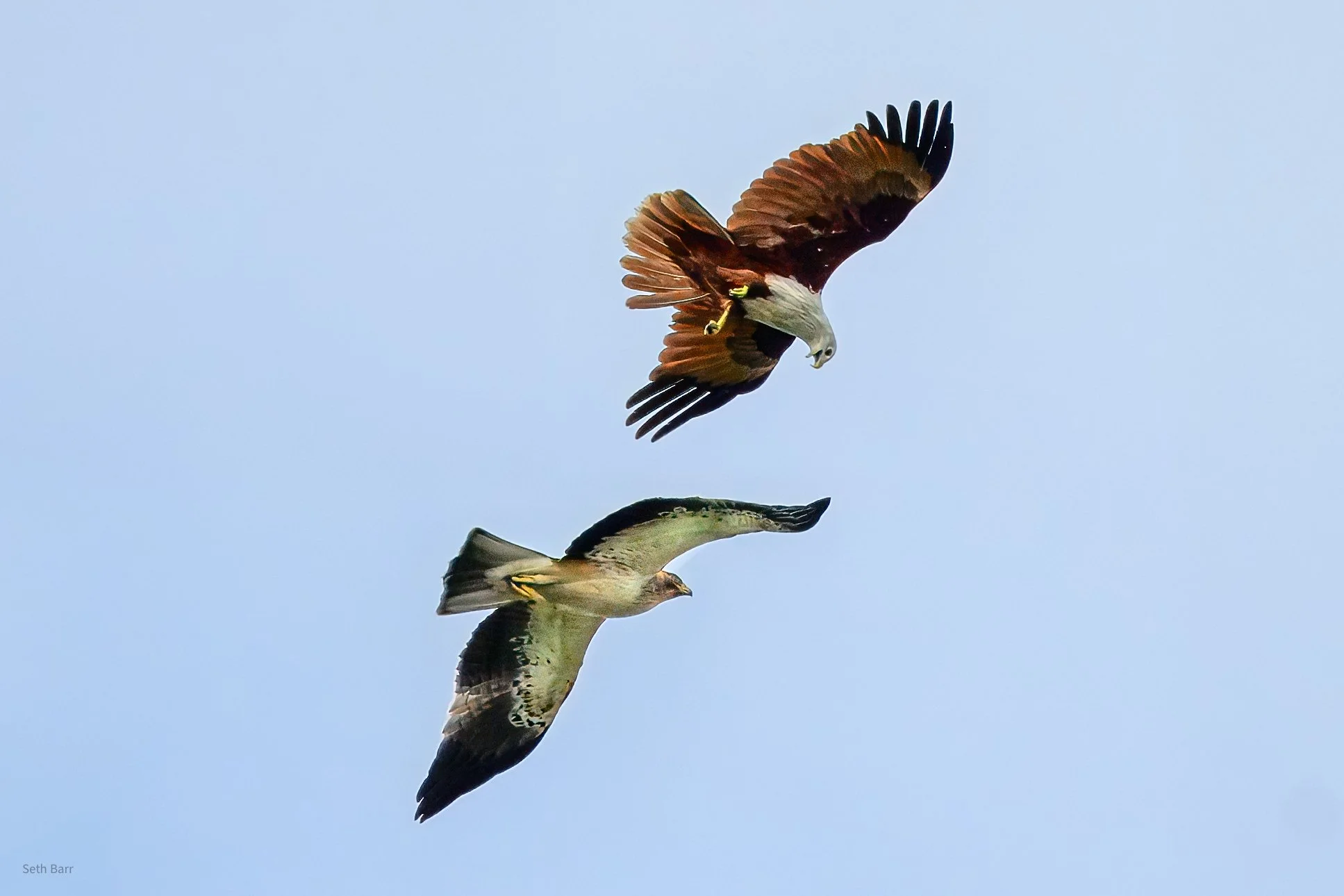 Brahminy Kite + Booted Eagle