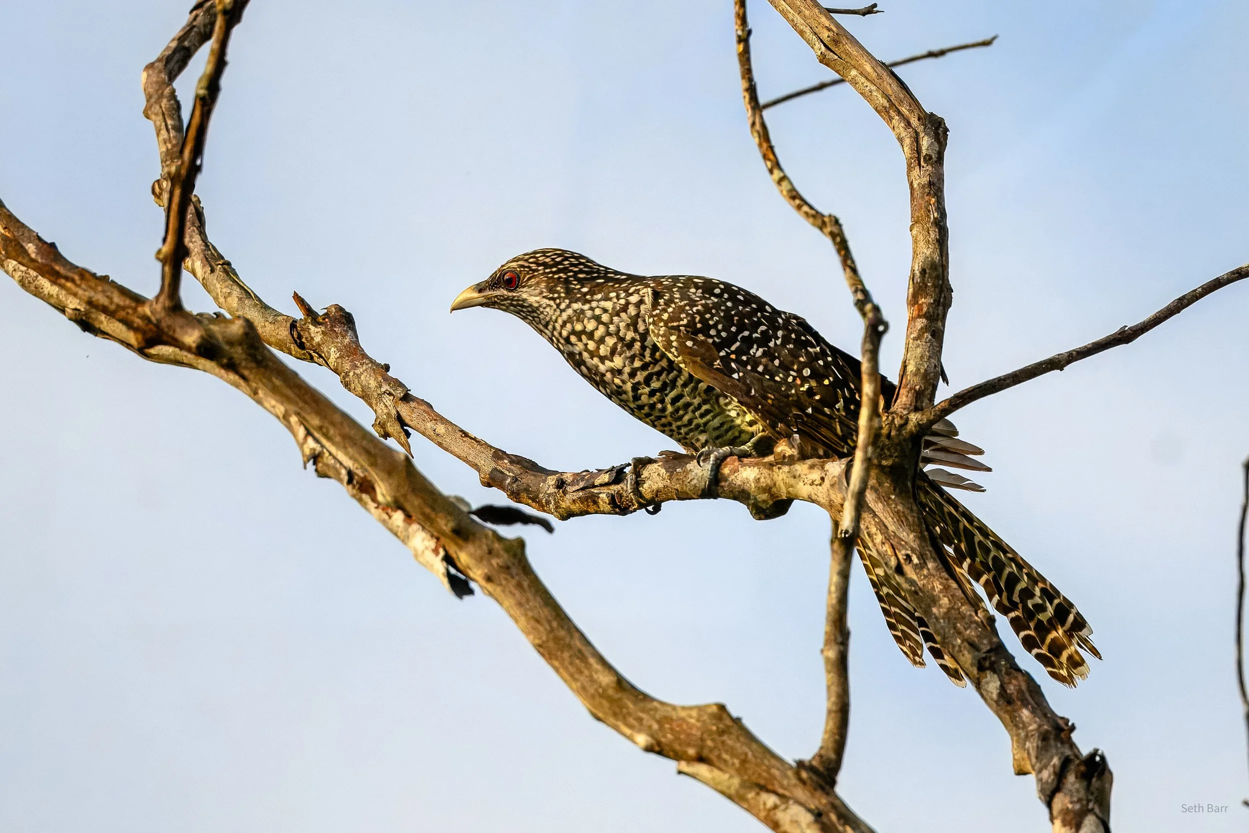 Asian Koel