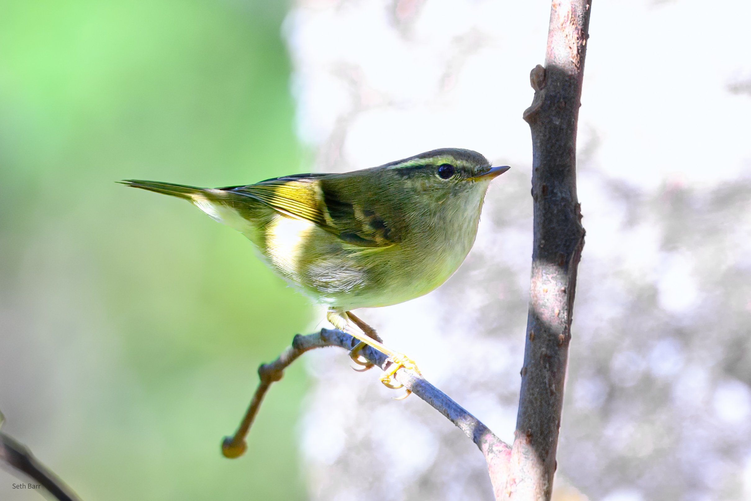Chinese Leaf Warbler