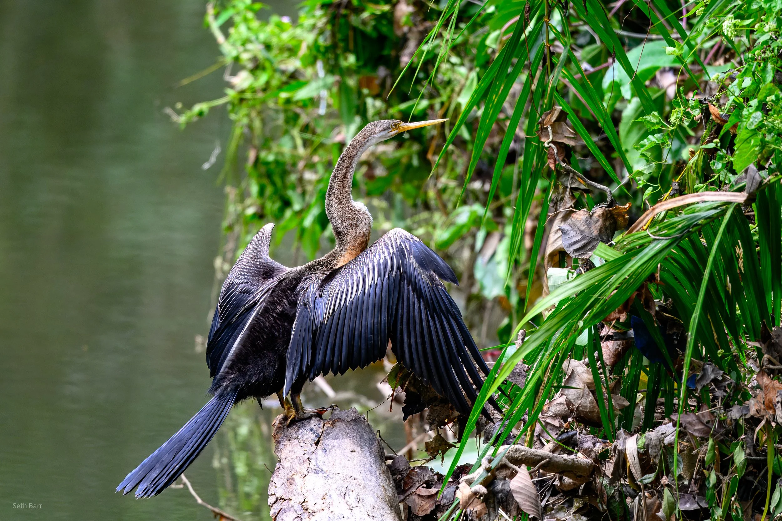 Oriental Darter