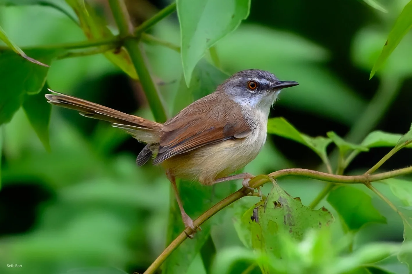 Rufescent Prinia