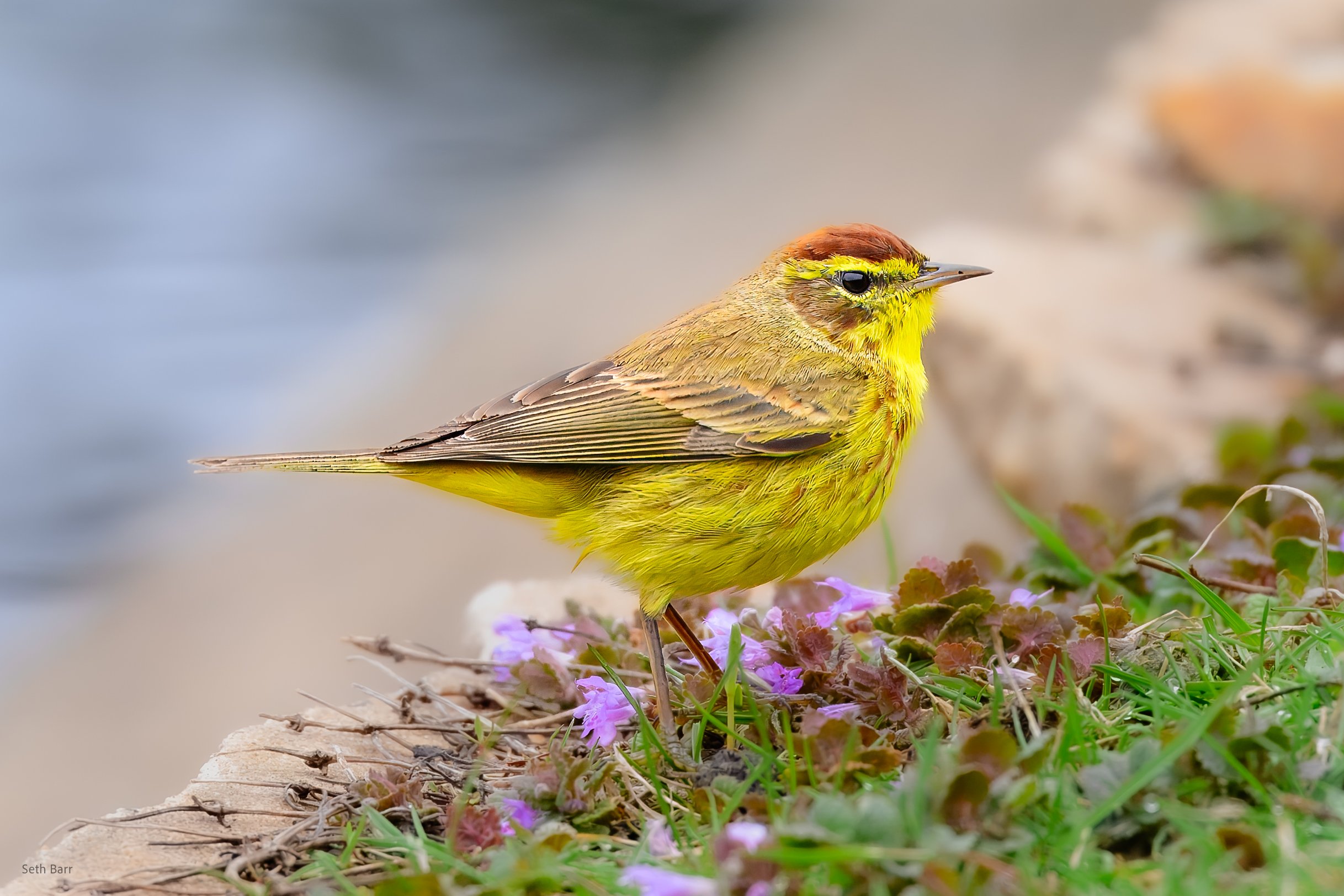 Palm Warbler