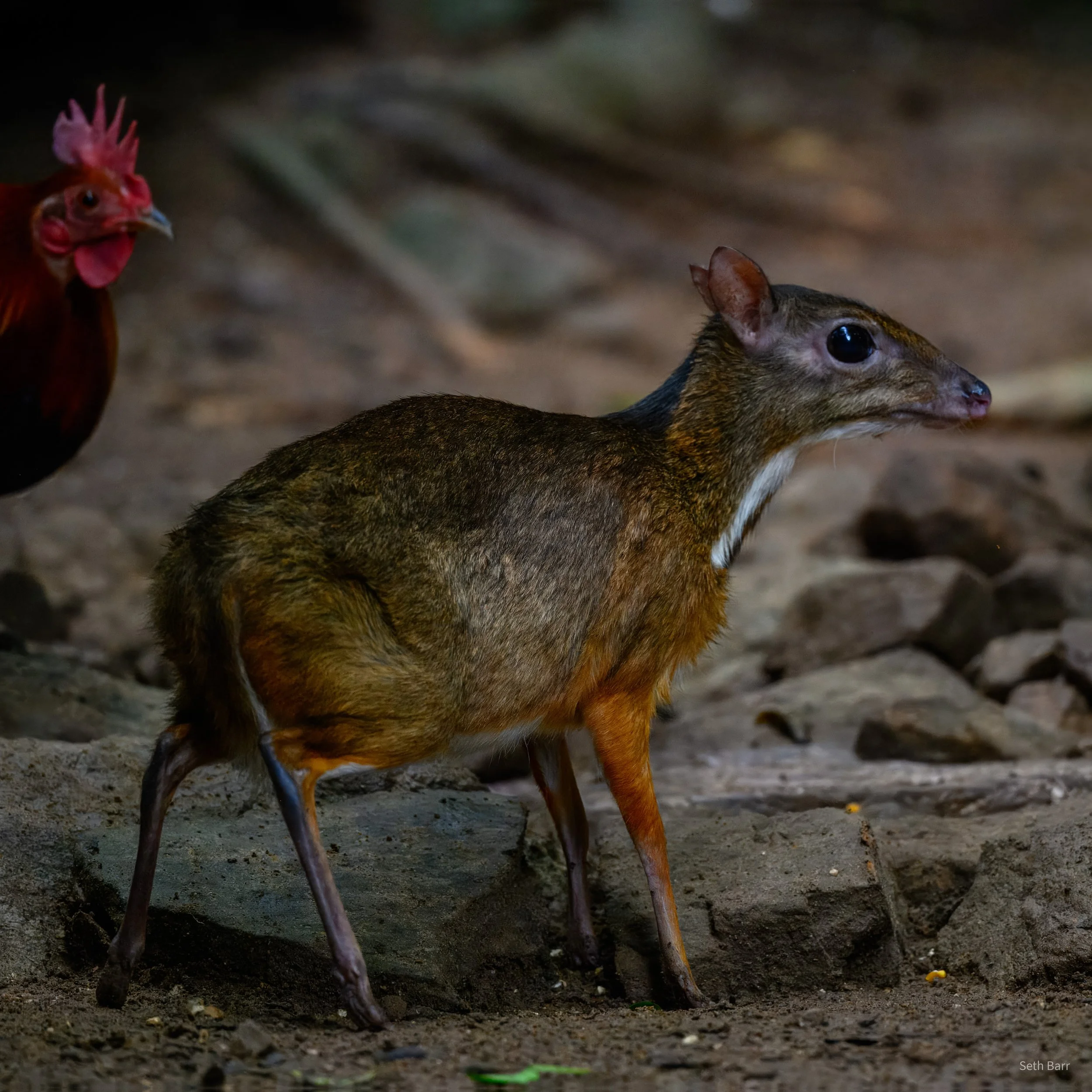 Mouse Deer
