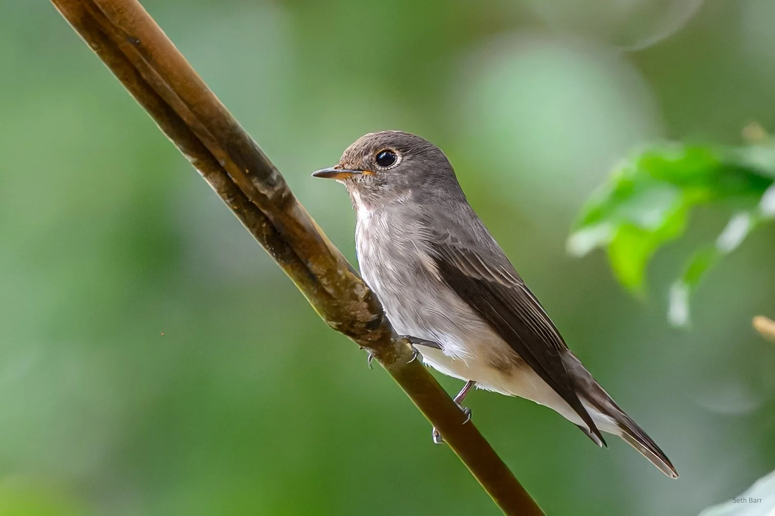 Taiga Flycatcher
