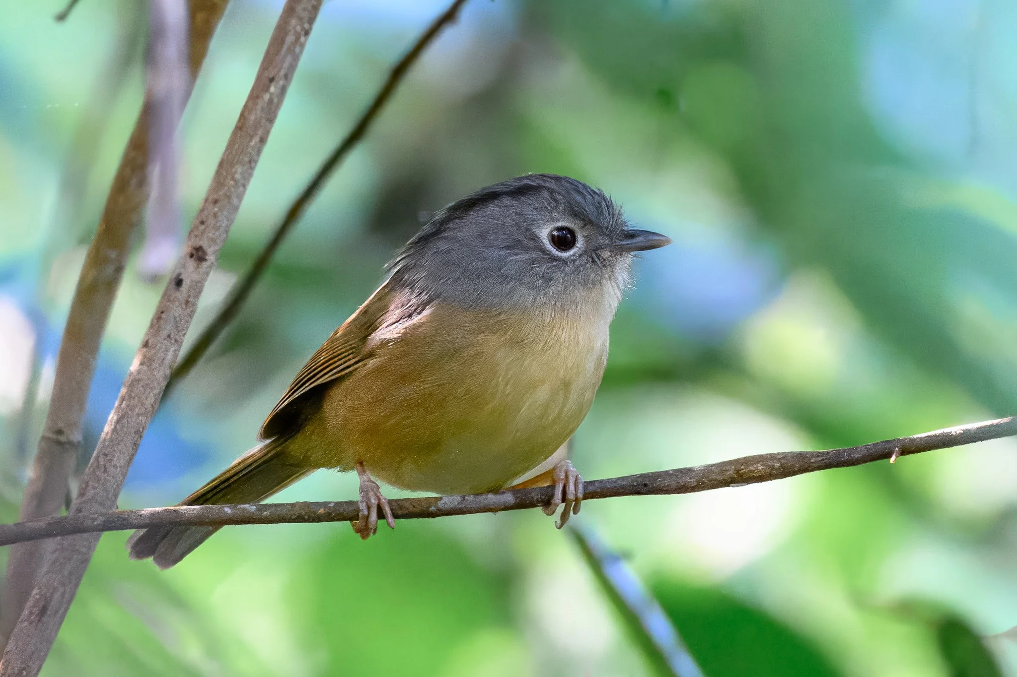 Yunnan Fulvetta