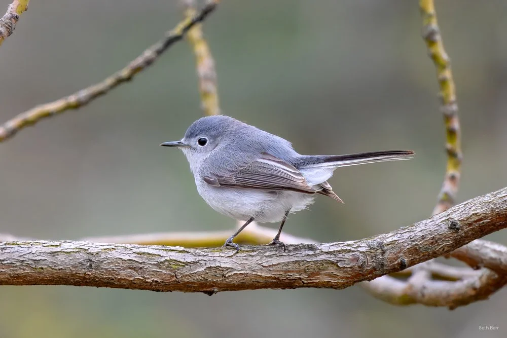 Blue-Gray Gnatcatcher