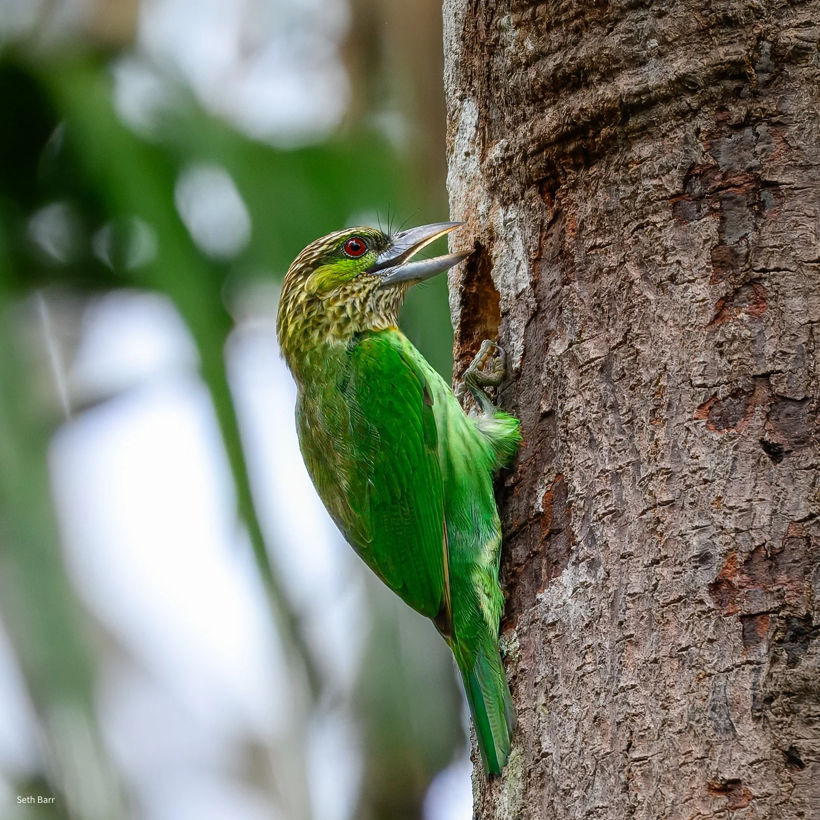Green-Eared Barbet