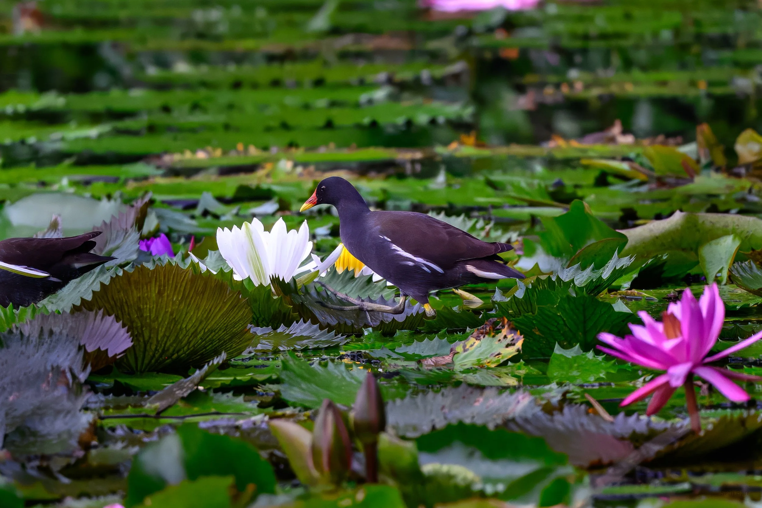 Eurasian Moorhen