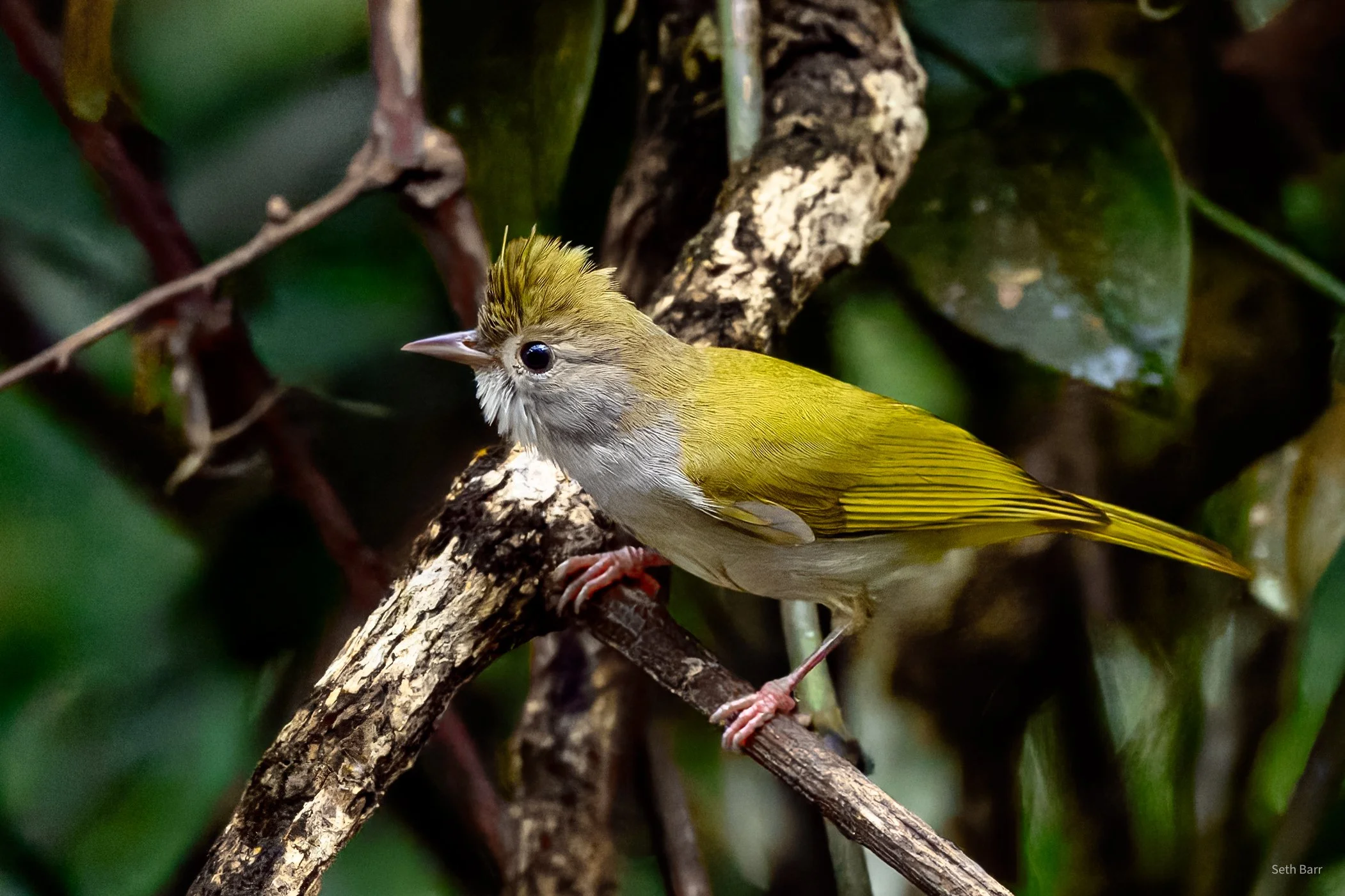 White-Bellied Epornish