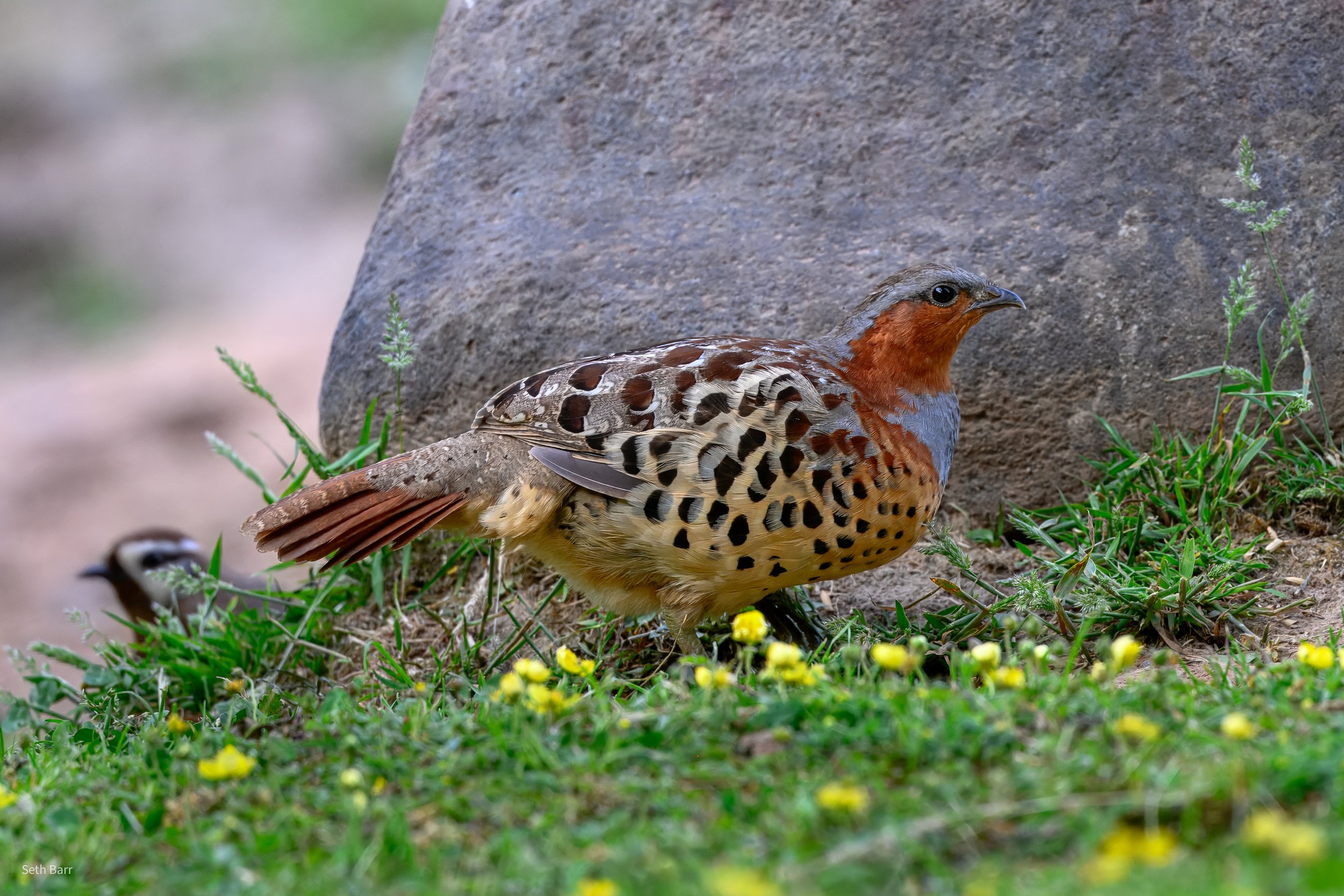 Chinese Bamboo Partridge - Shaanxi Province
