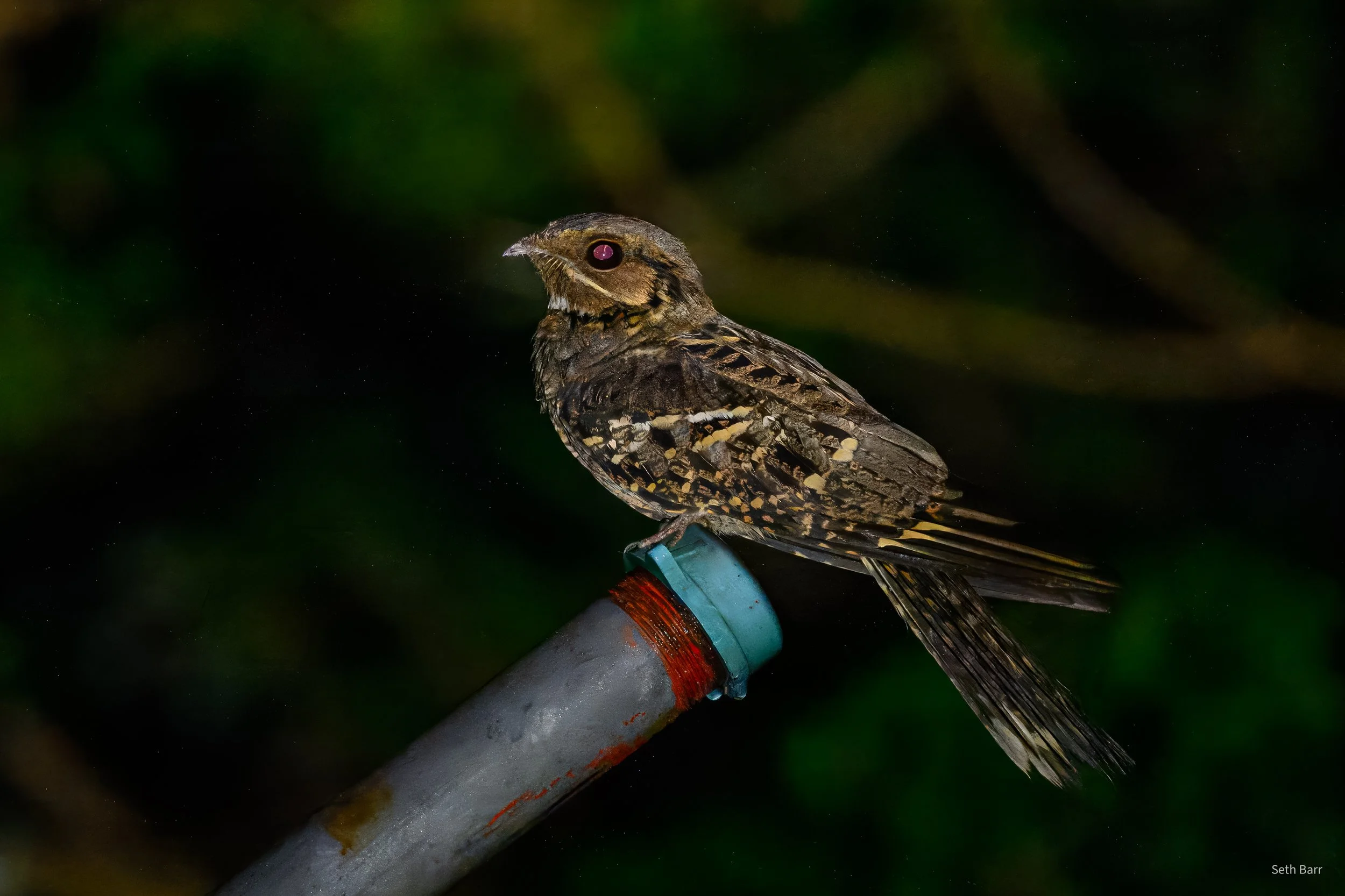 Large-Tailed Nightjar