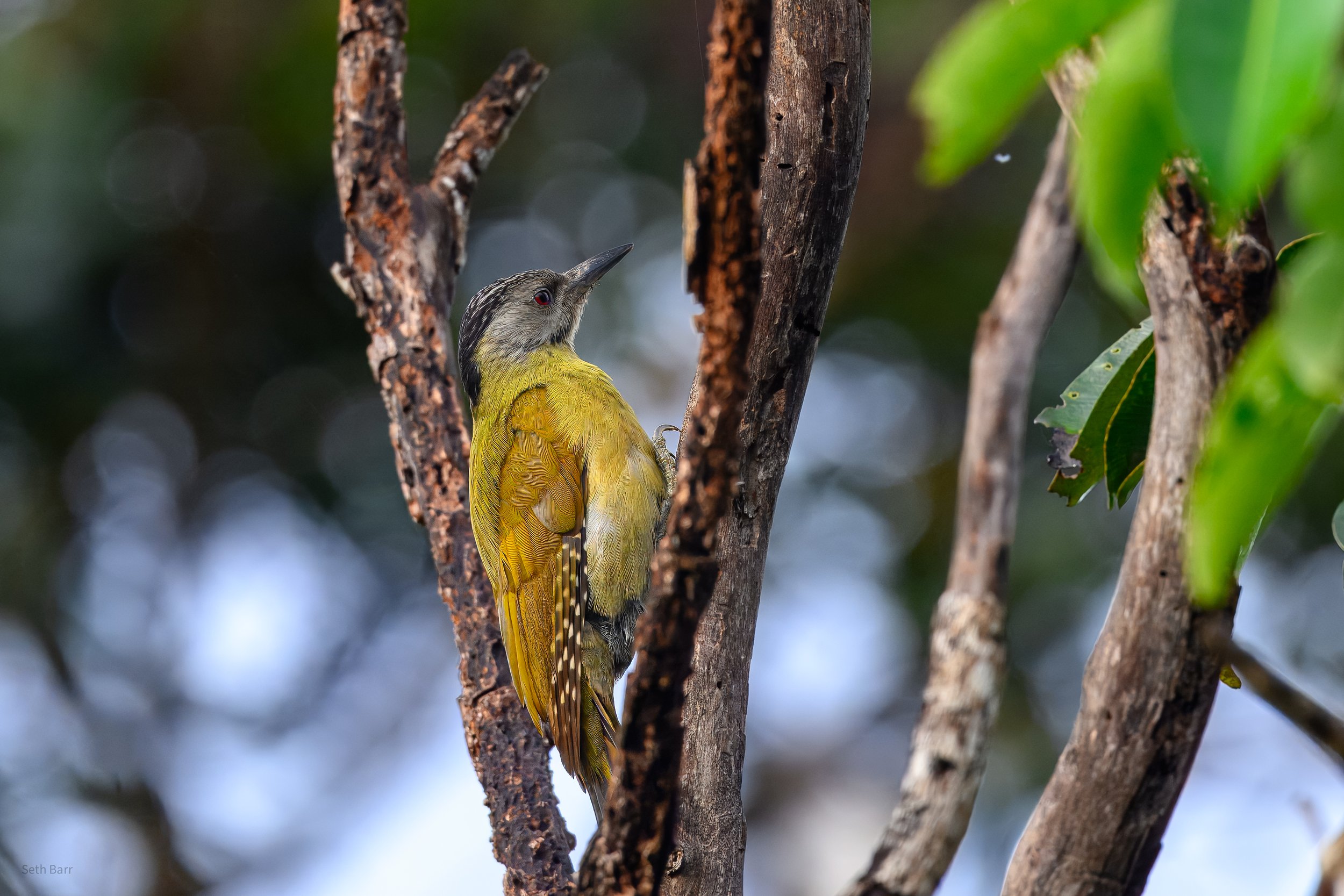 Grey-Headed Woodpecker
