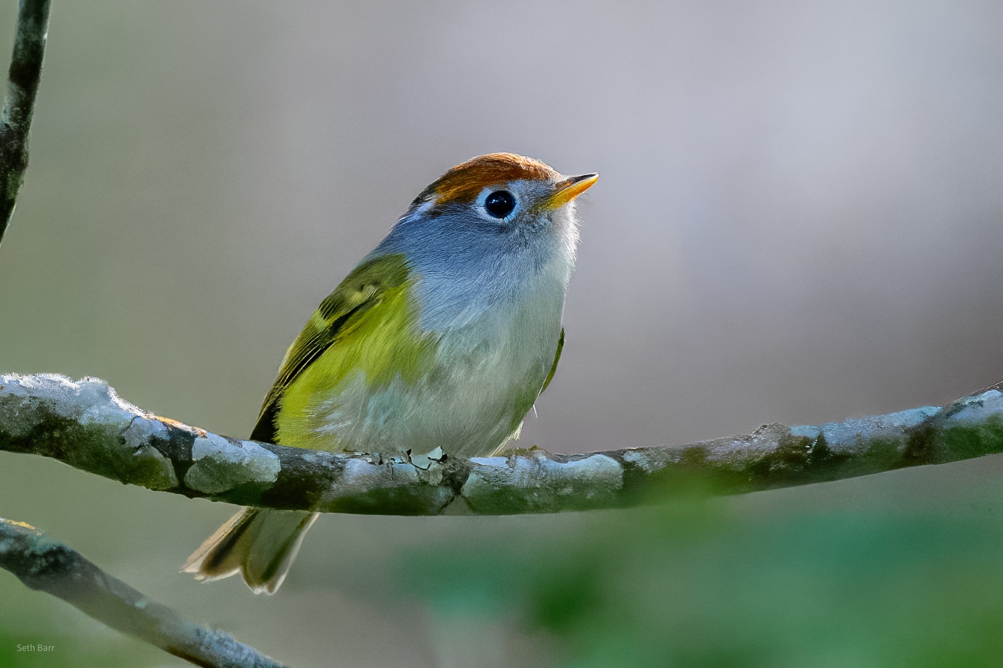 Chestnut Crowned Warbler