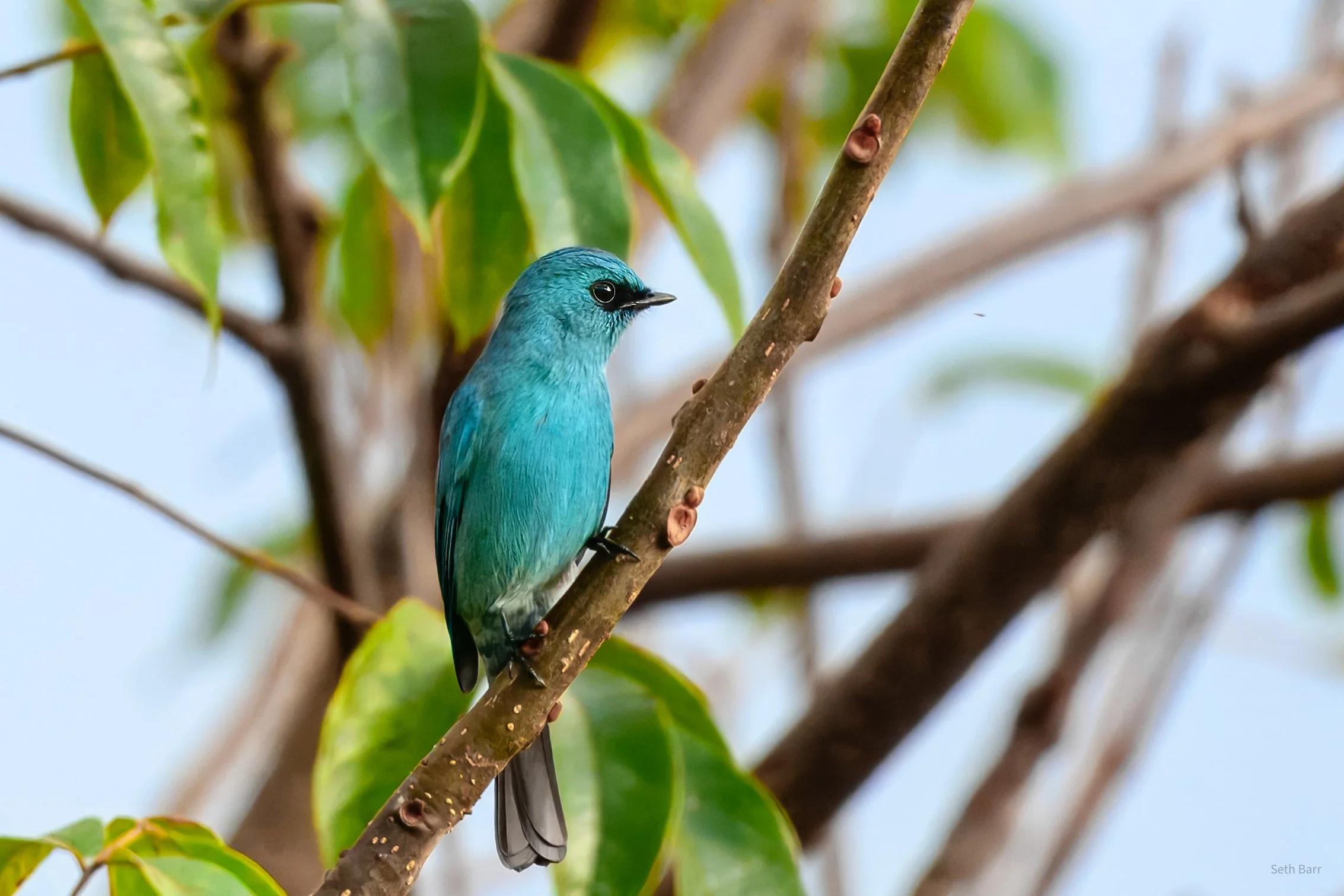Verditer Flycatcher