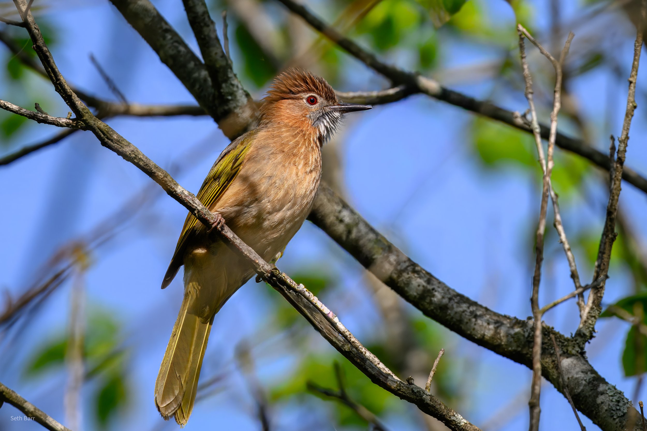 Mountain Bulbul - Shaanxi Province