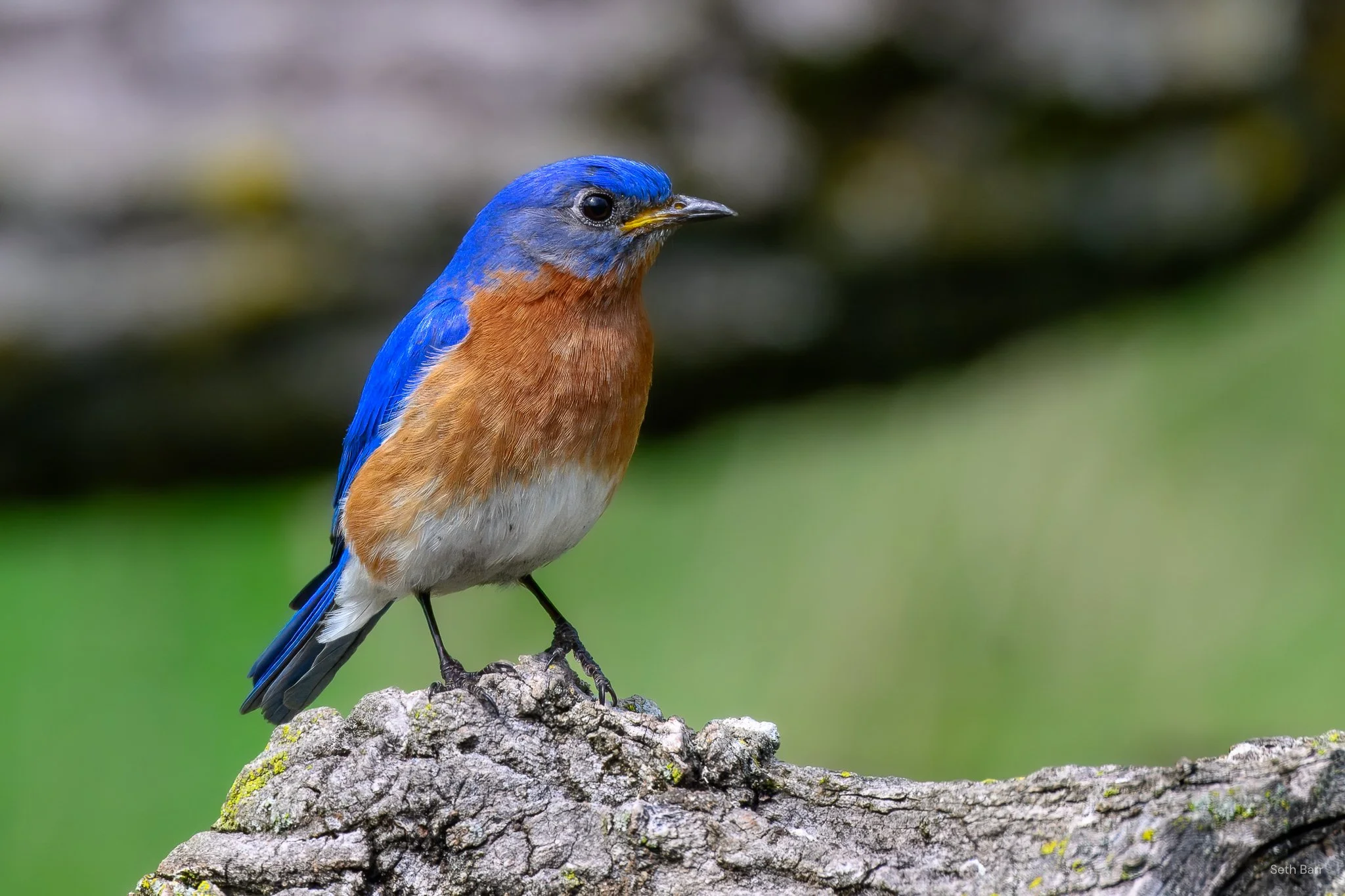 Eastern Bluebird